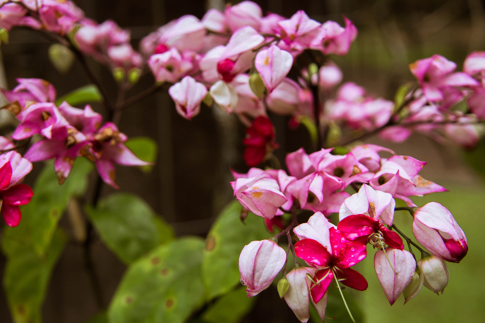 Canon EF-S 17-85mm F4-5.6 IS USM sample photo. Morning tears photography
