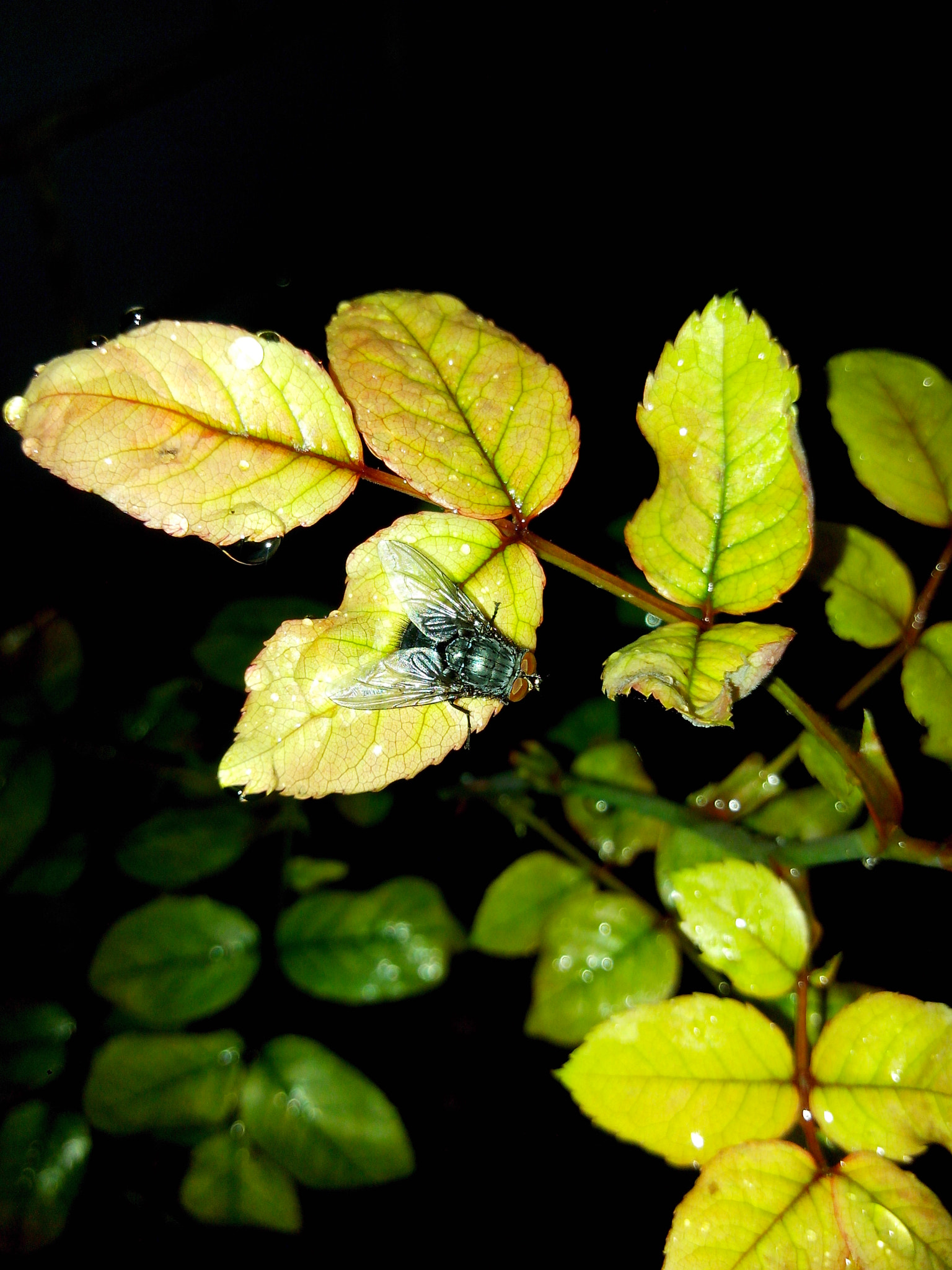 Motorola RAZR D3 sample photo. A fly at night photography