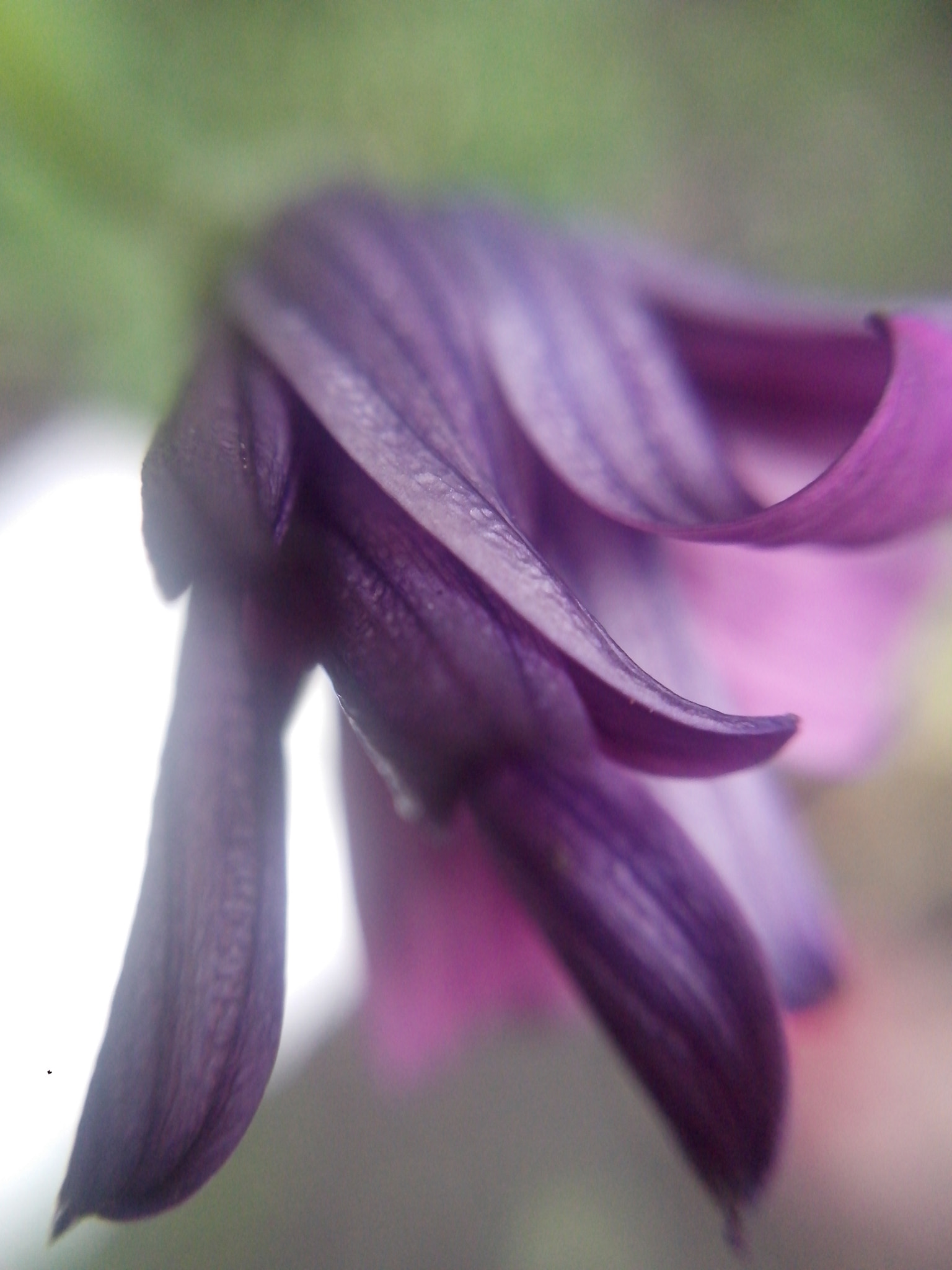Motorola RAZR D3 sample photo. Nice purple photography