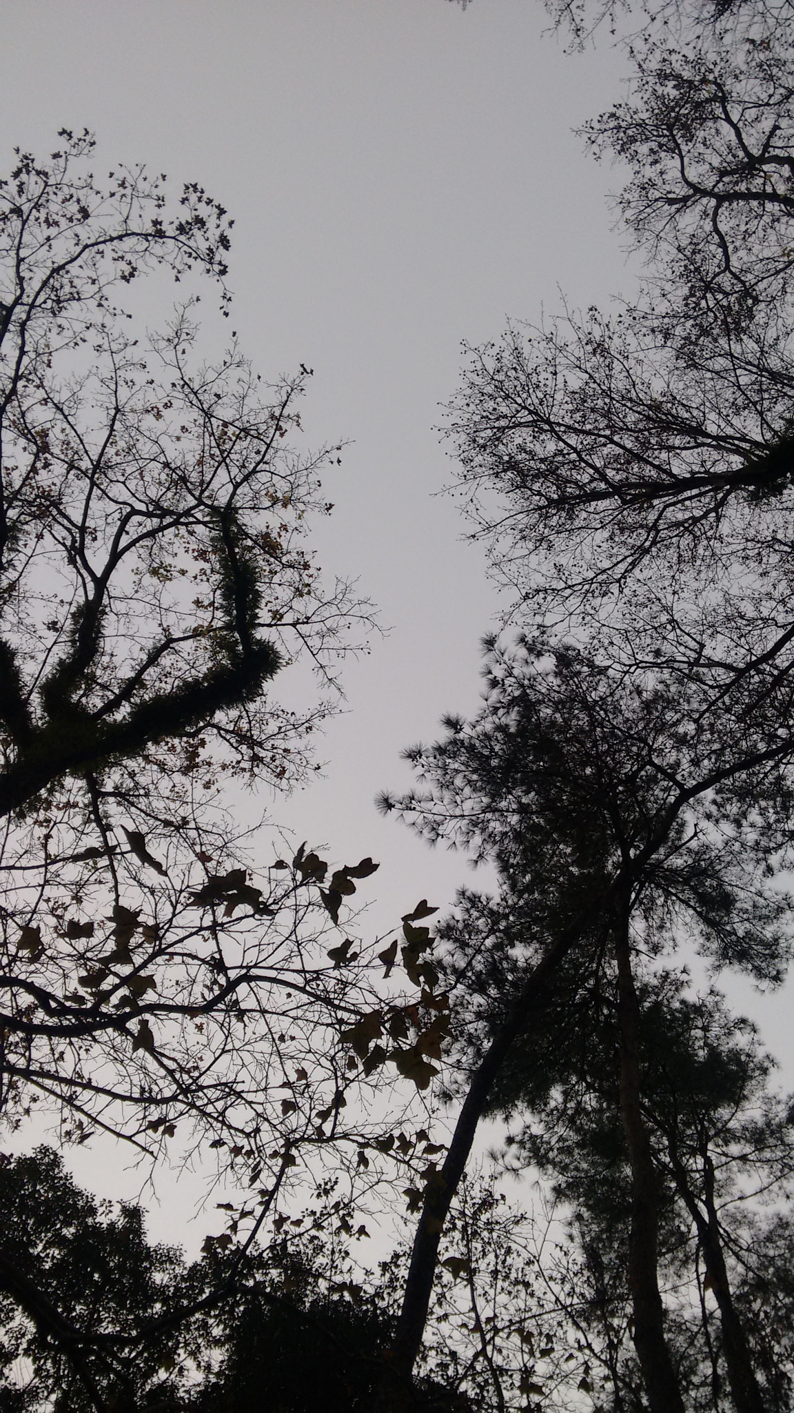 Motorola Moto G with 4G LTE (2nd Gen) sample photo