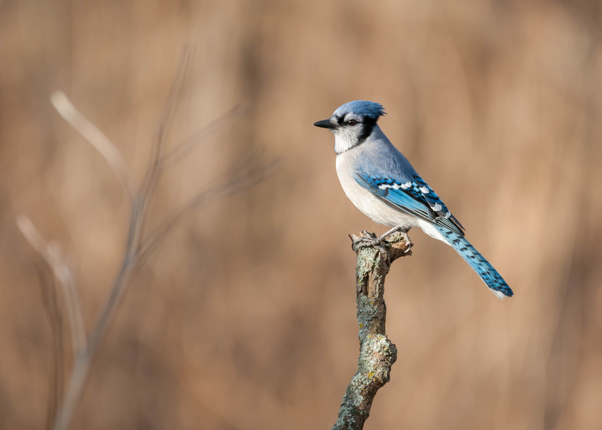 Sigma 150-600mm F5-6.3 DG OS HSM | C sample photo. Bluejay photography