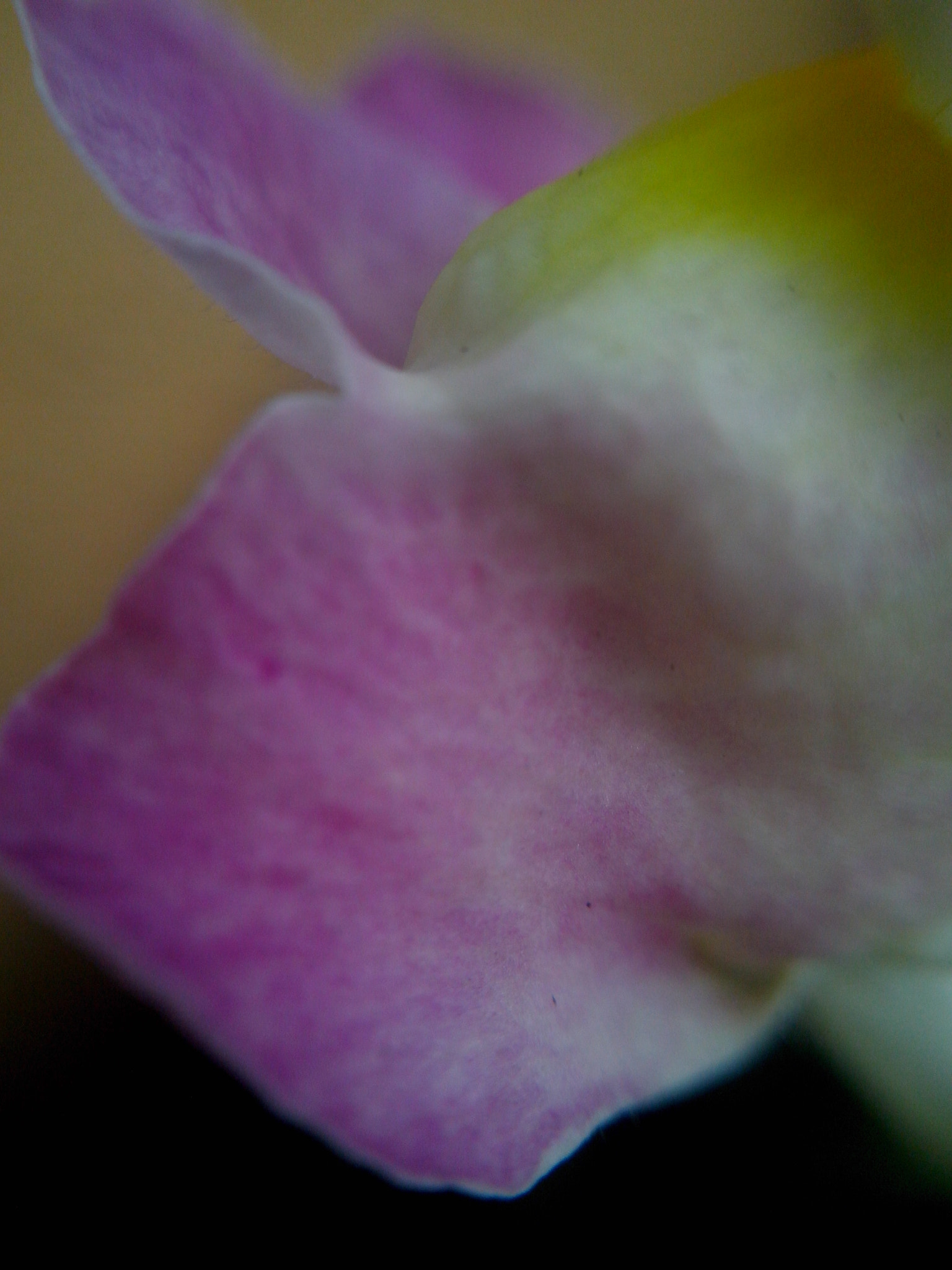 Motorola RAZR D3 sample photo. Delicados colores photography