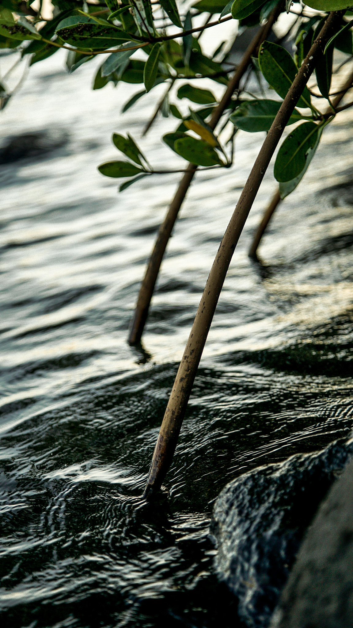 24-105mm F4 G SSM OSS sample photo. Mangrove roots photography