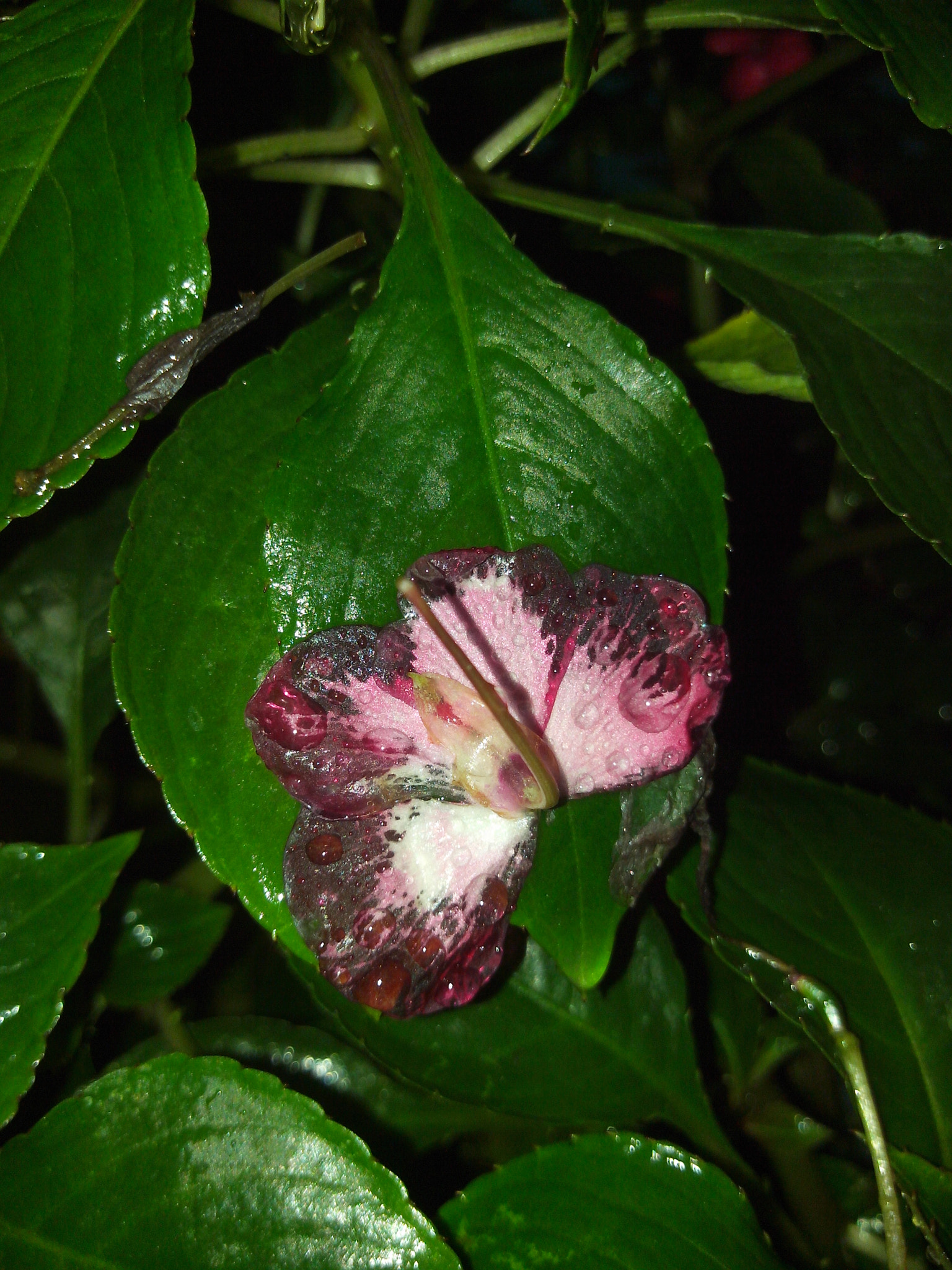 Motorola RAZR D3 sample photo. Like a butterfly photography