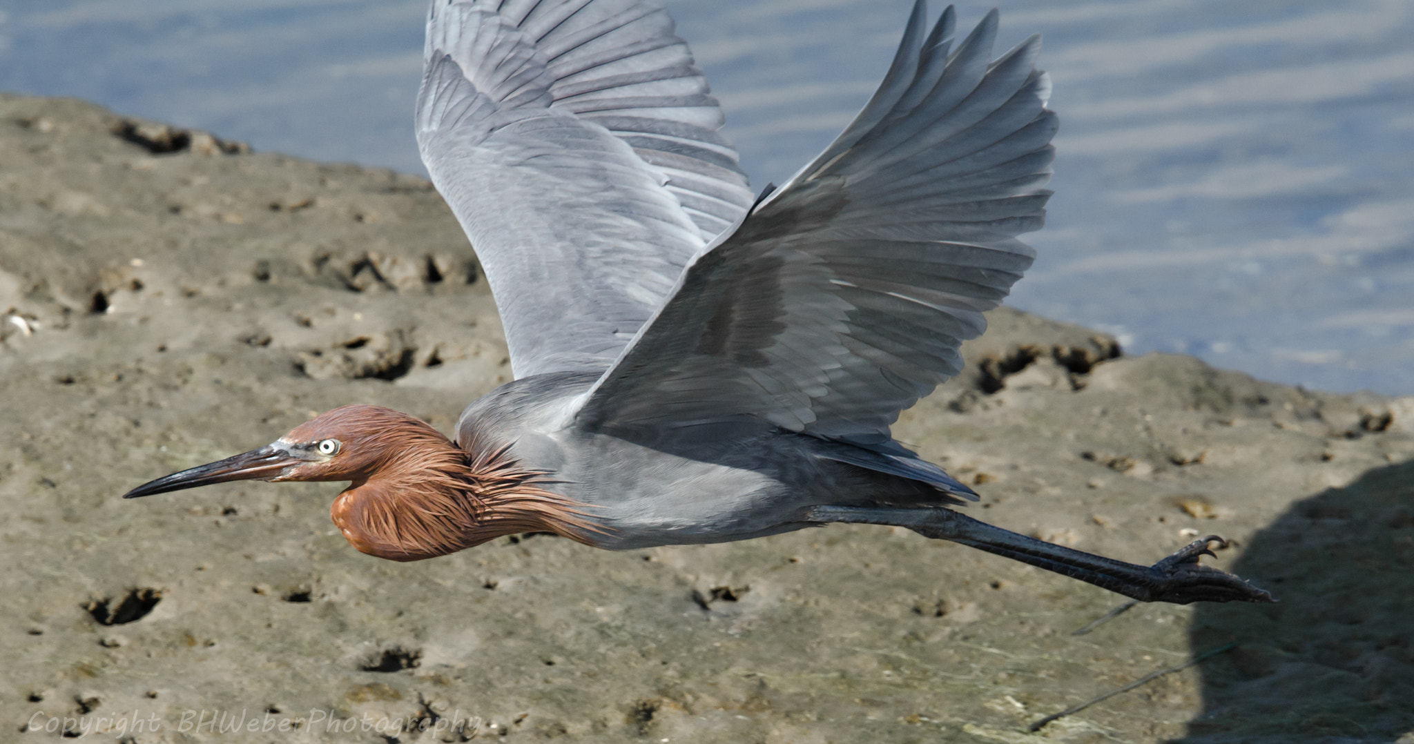 Nikon Nikkor AF-S 300mm F4E PF ED VR sample photo. Reddish egret flying photography