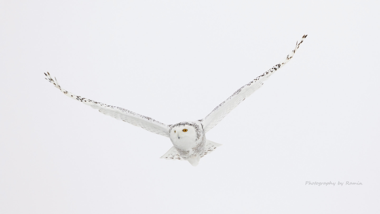 Canon EF 500mm F4L IS II USM sample photo. Arctic colours photography
