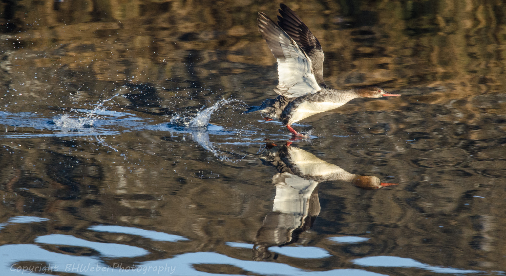 Nikon Nikkor AF-S 300mm F4E PF ED VR sample photo. Duck speed photography