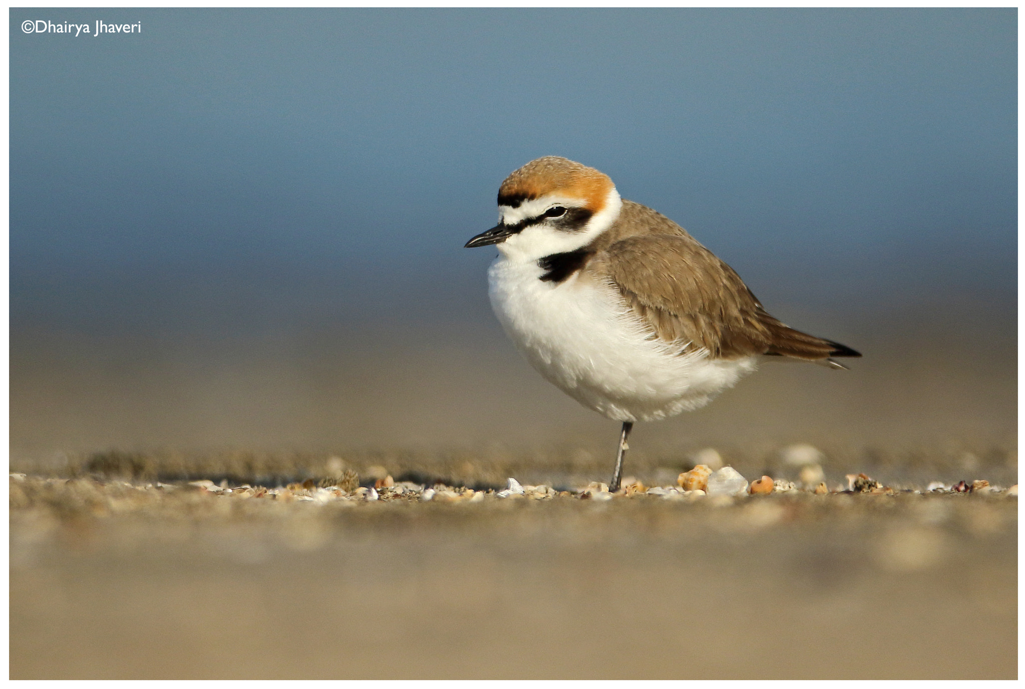 Canon EOS 7D Mark II sample photo. Kentish plover photography