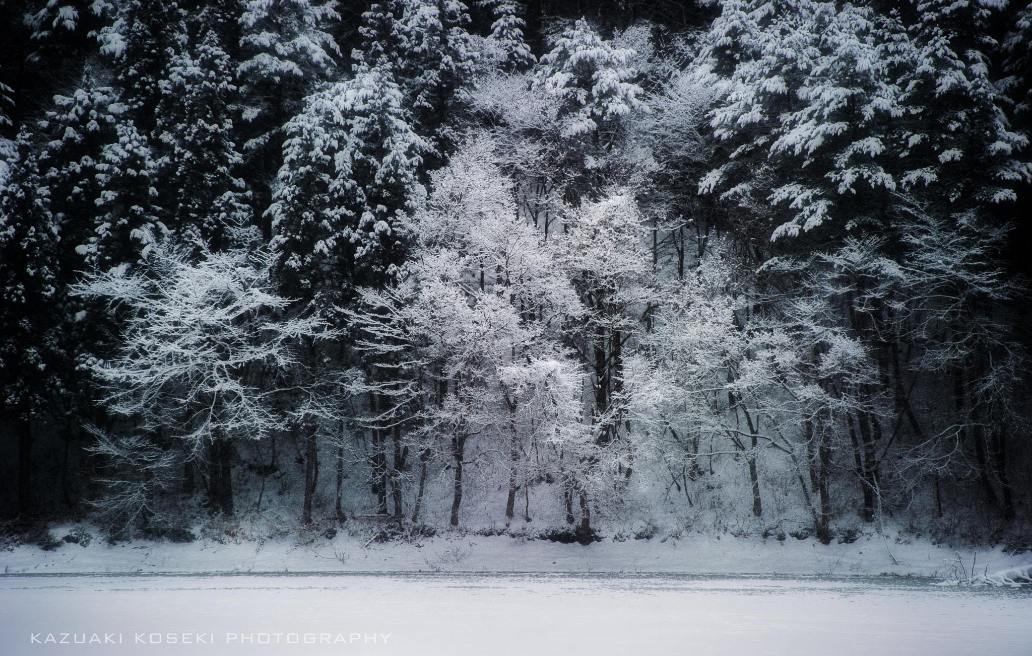 Nikon D3S + AF Zoom-Nikkor 80-200mm f/2.8 ED sample photo. Snow tree~yamagata,japan~ photography