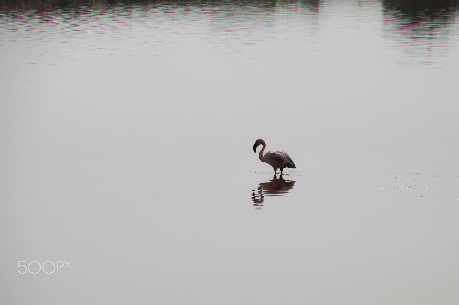 Canon EOS 80D sample photo. Flamingo photography