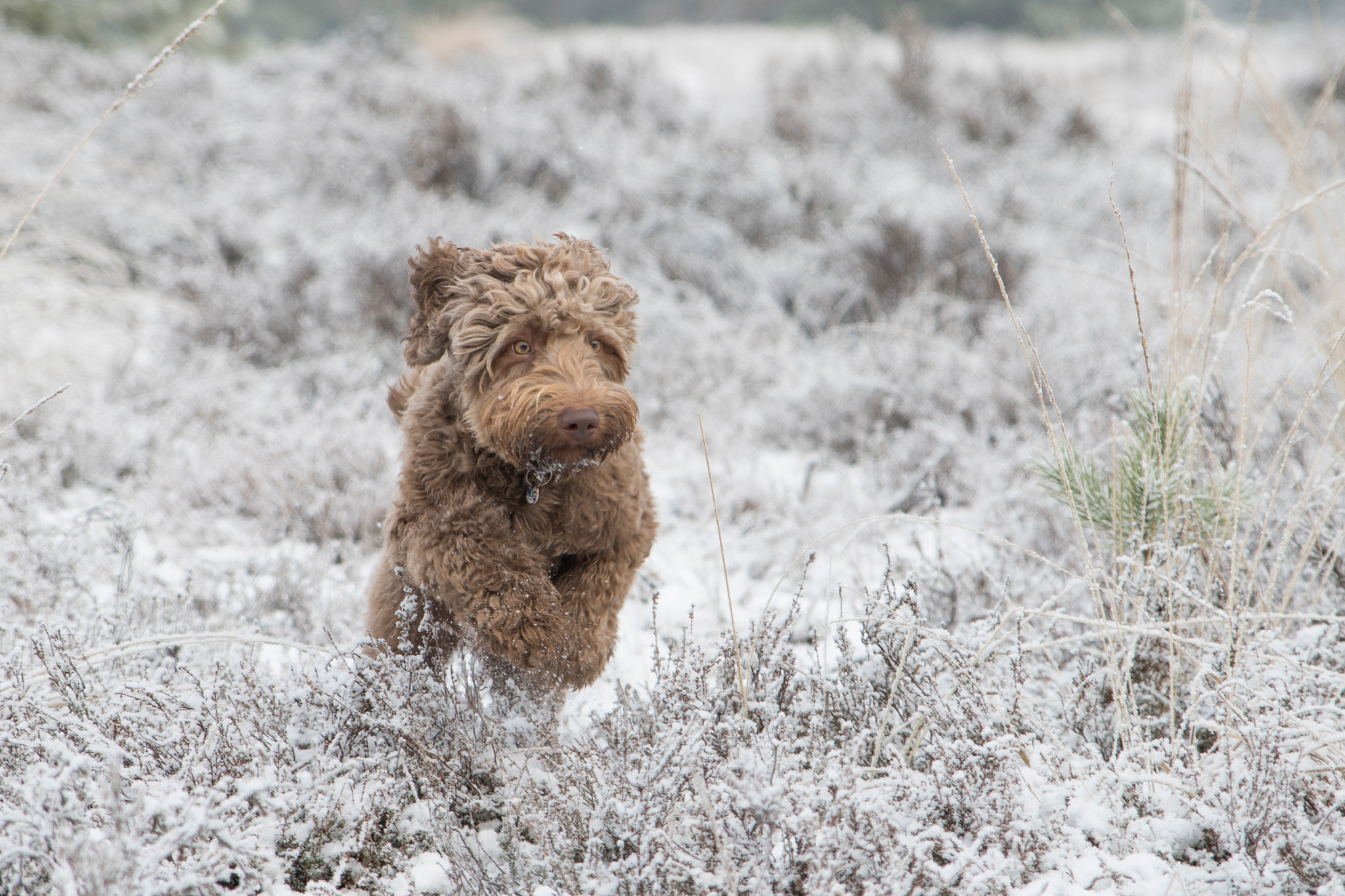 Toby in action