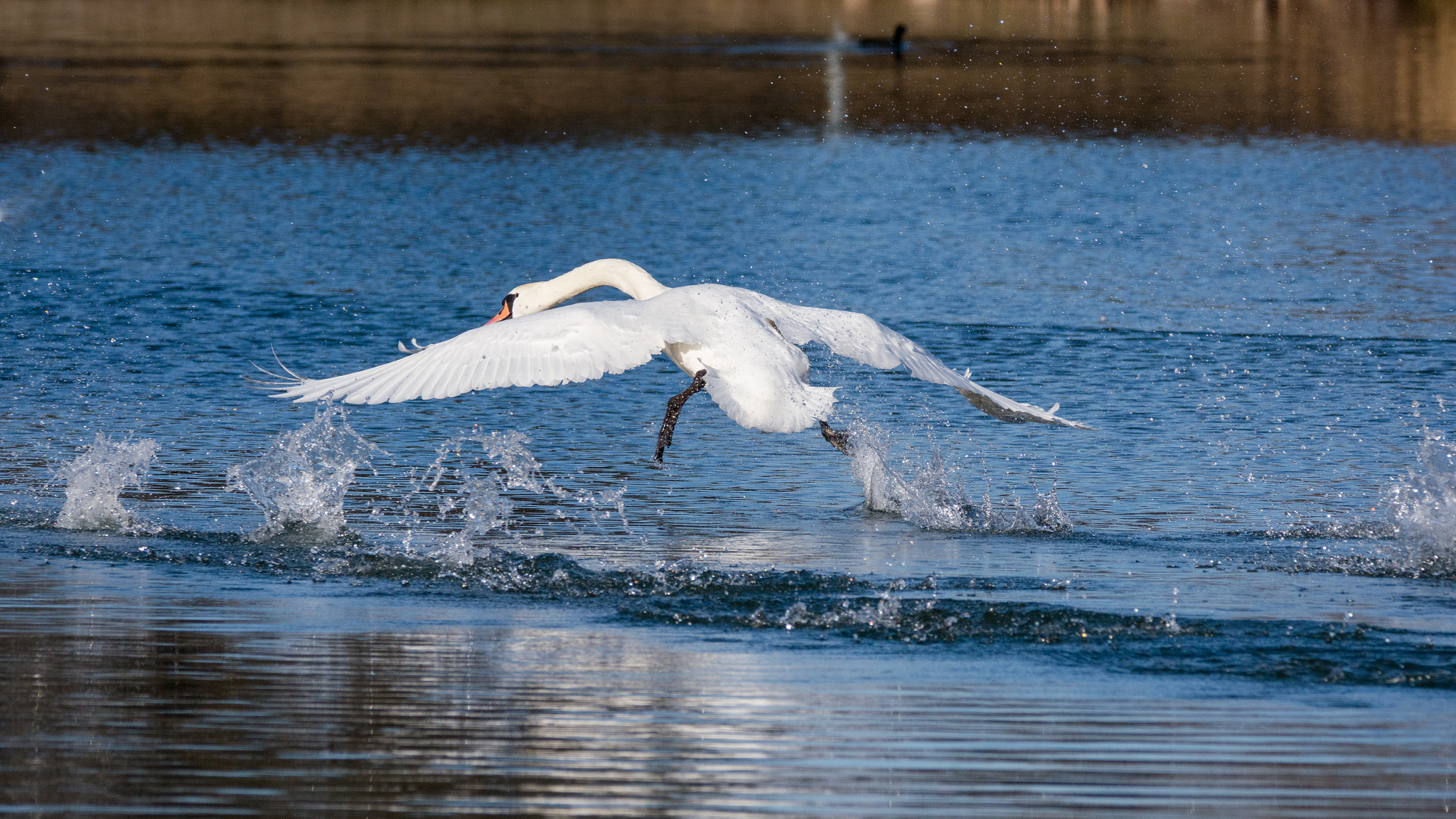 Sigma 150-600mm F5-6.3 DG OS HSM | C sample photo. Taking off ! photography