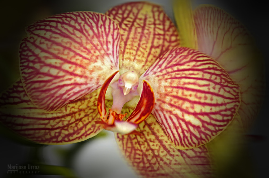 Sigma 105mm F2.8 EX DG OS HSM sample photo. Orchid photography