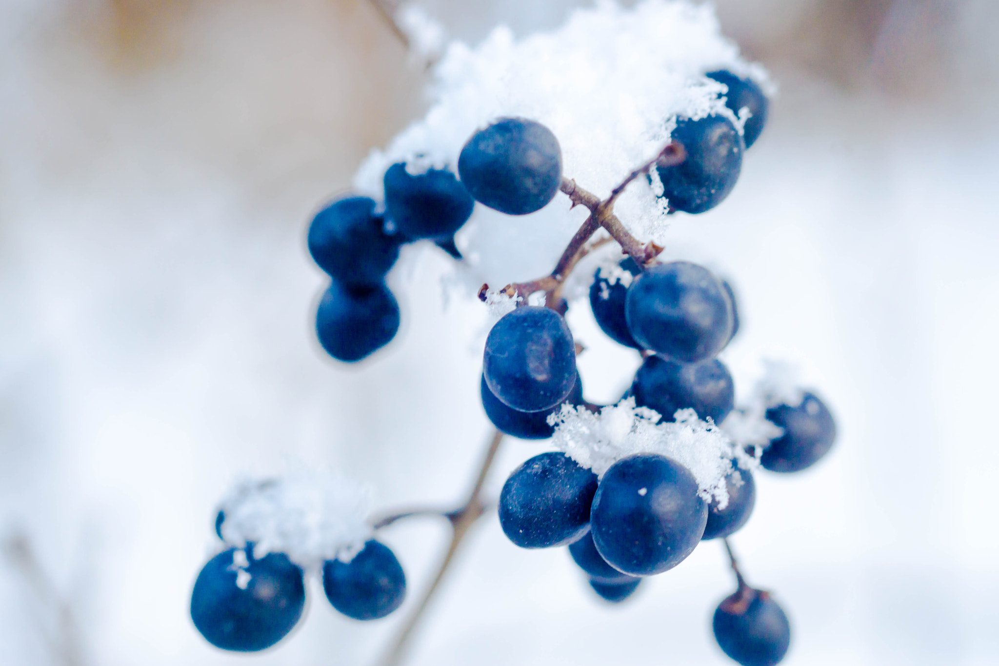 Sony a6000 + MACRO 50mm F2.8 sample photo. Der winter hat (auch) was photography