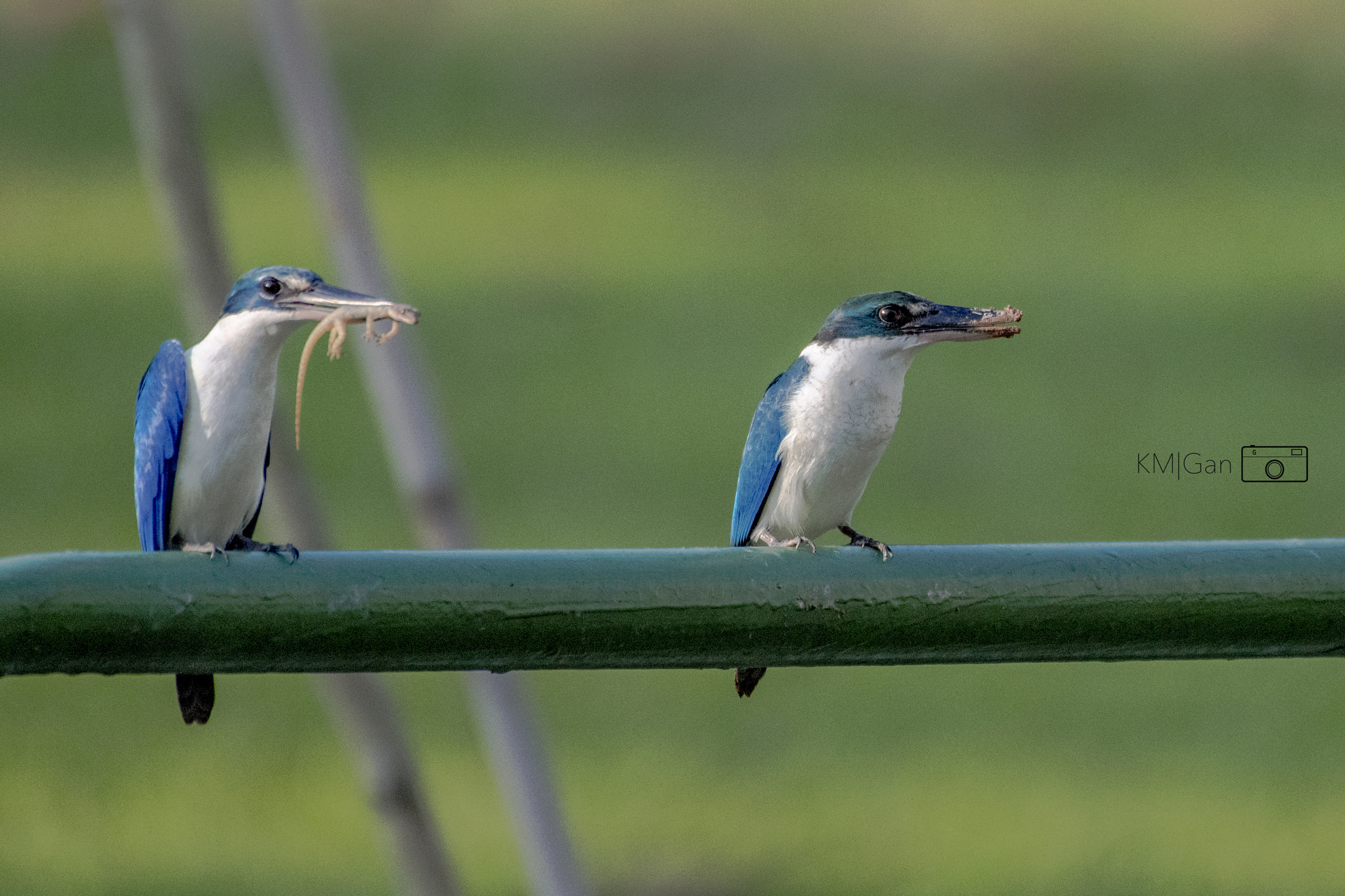 Nikon D5 + Nikon AF-S Nikkor 200-500mm F5.6E ED VR sample photo. Collared kingfisher did not, however, consumed the ... photography