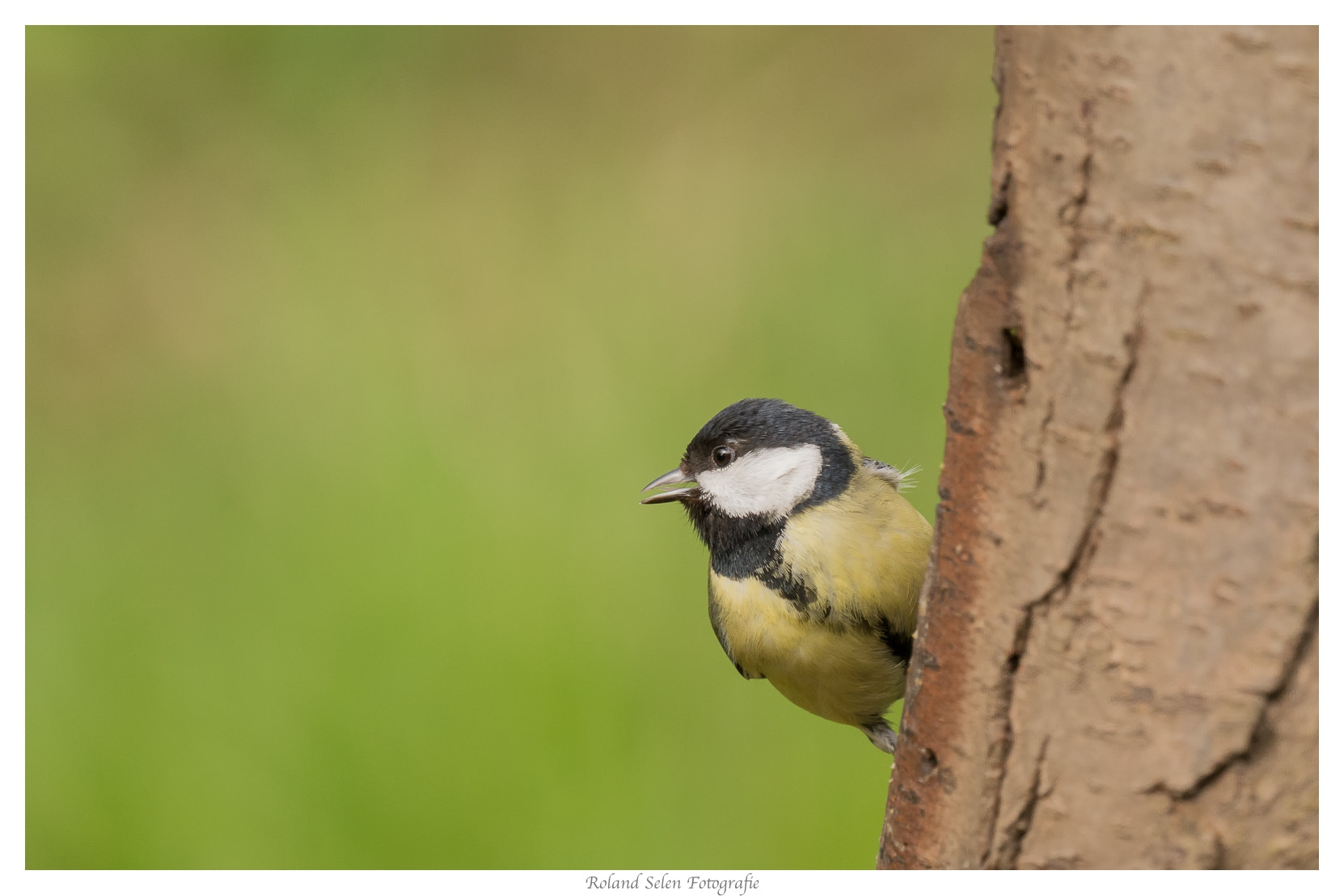 Nikon D7100 sample photo. Koolmees - great tit photography