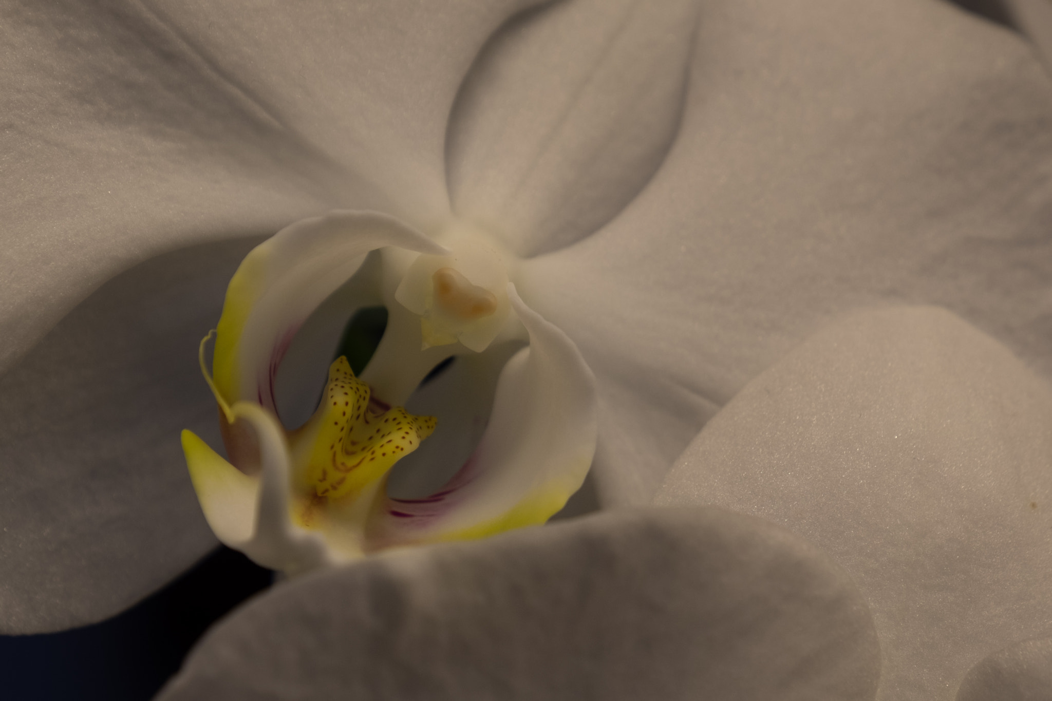 Fujifilm X-T10 sample photo. Orchid photography