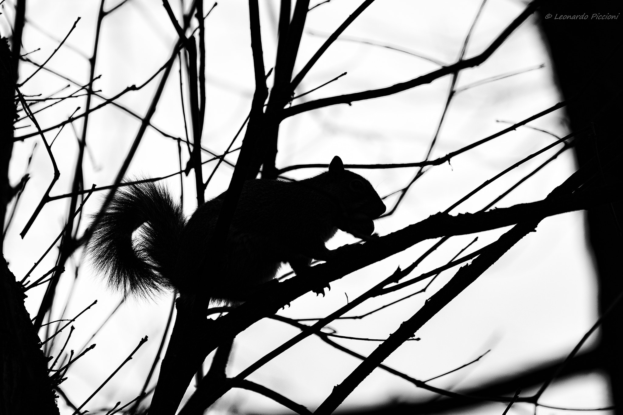 Nikon D7100 sample photo. Squirrel silhouette photography