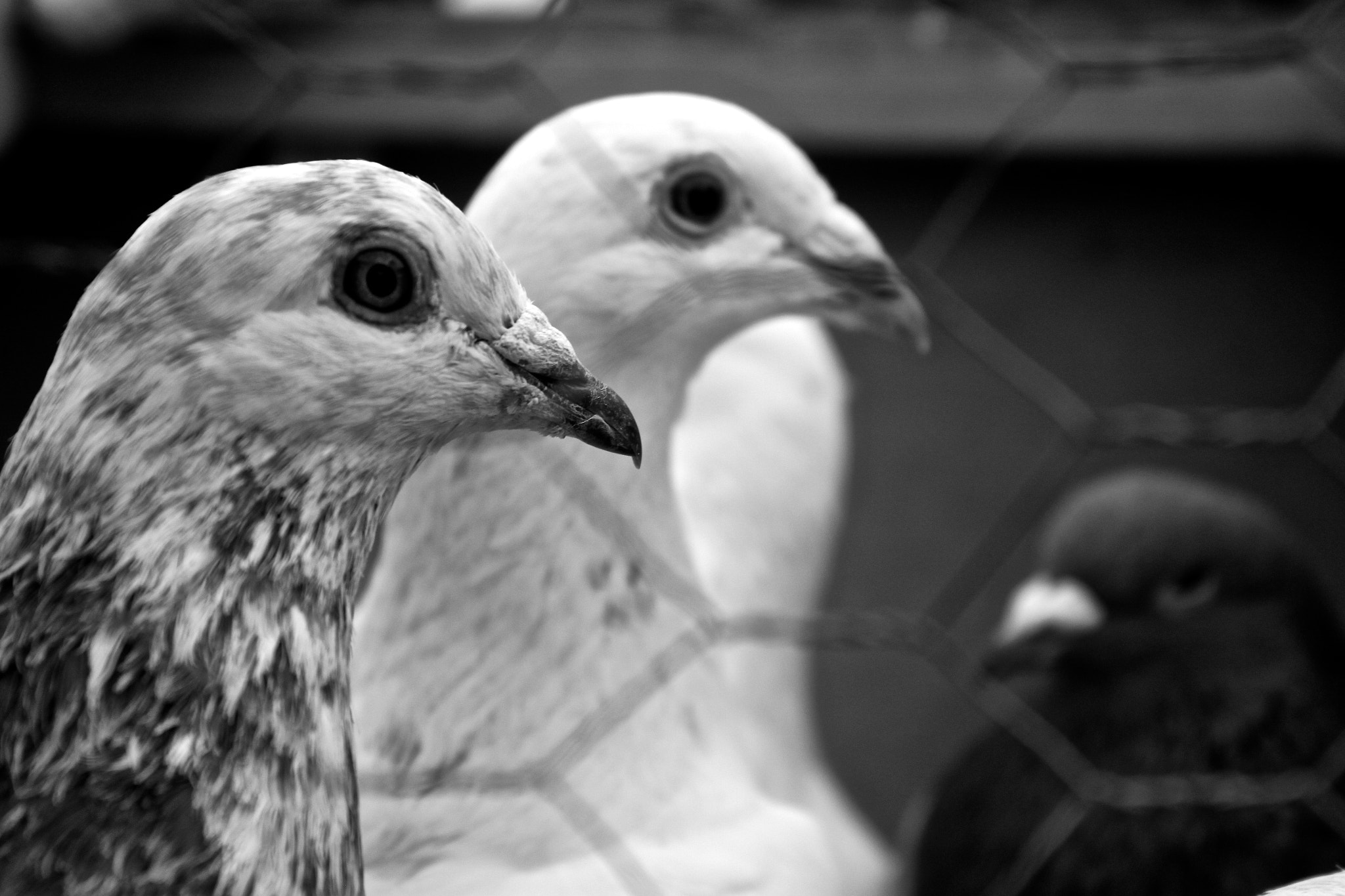 Canon EOS 500D (EOS Rebel T1i / EOS Kiss X3) sample photo. Birds photography