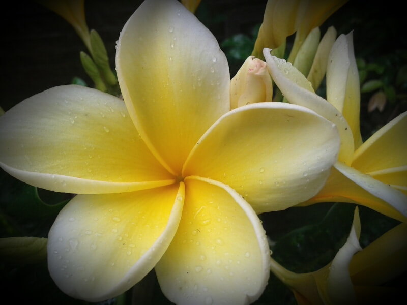 Samsung Galaxy Grand Neo sample photo. Bali flower photography