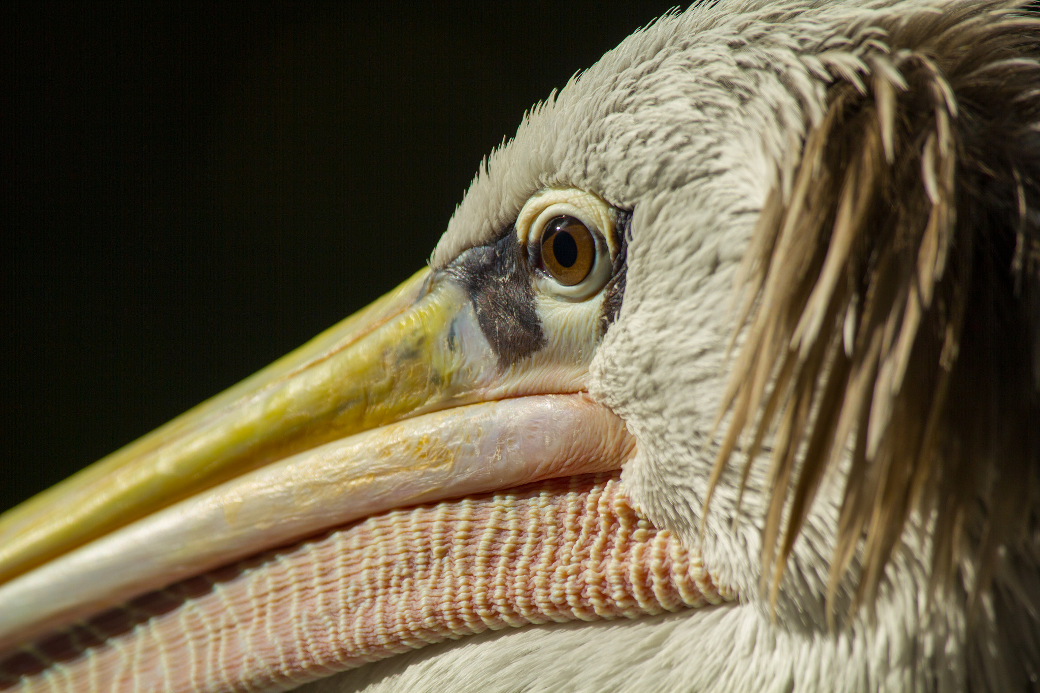 Canon EF 100-400mm F4.5-5.6L IS USM sample photo. Pelican photography