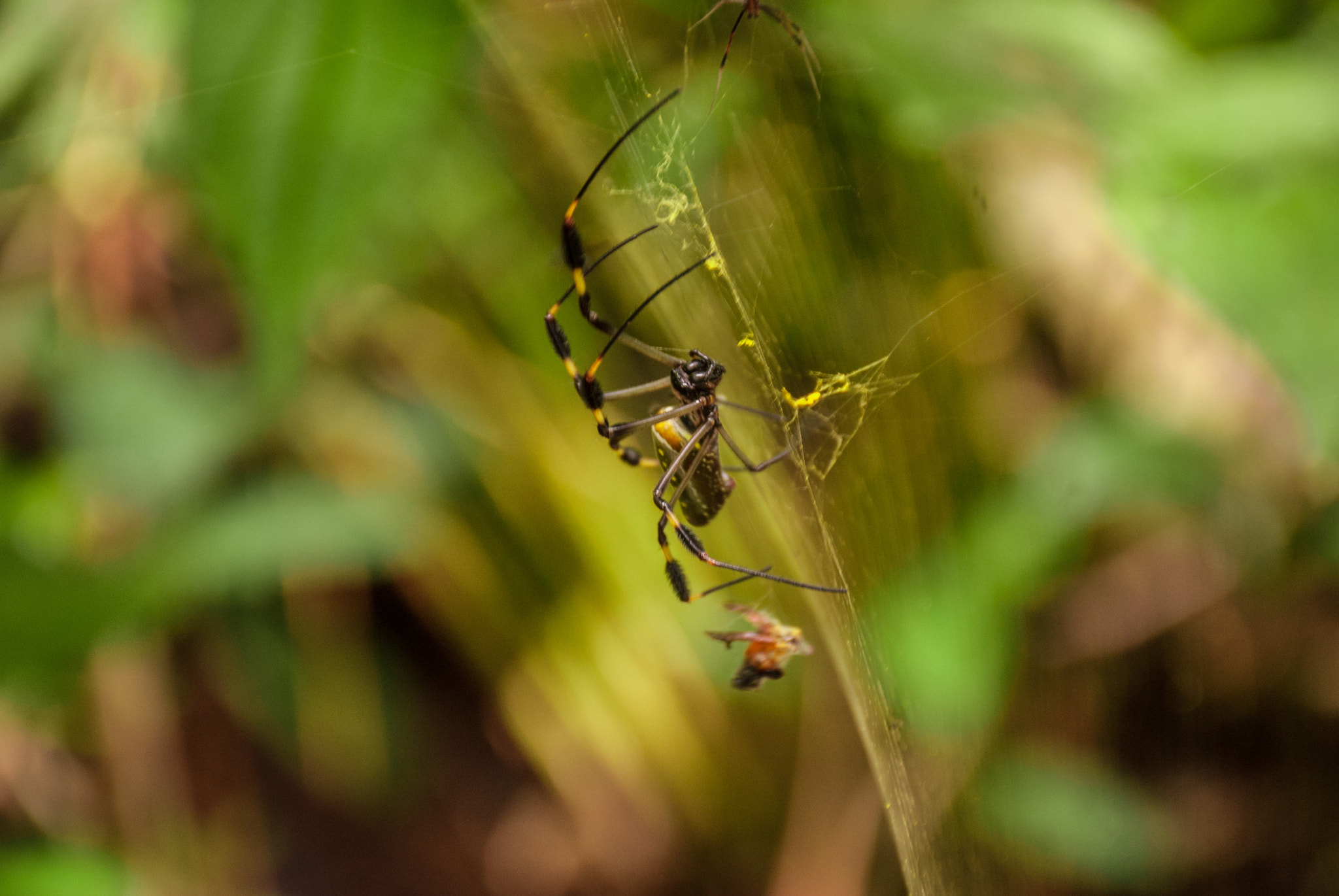 Nikon D60 sample photo. Tortuguero photography