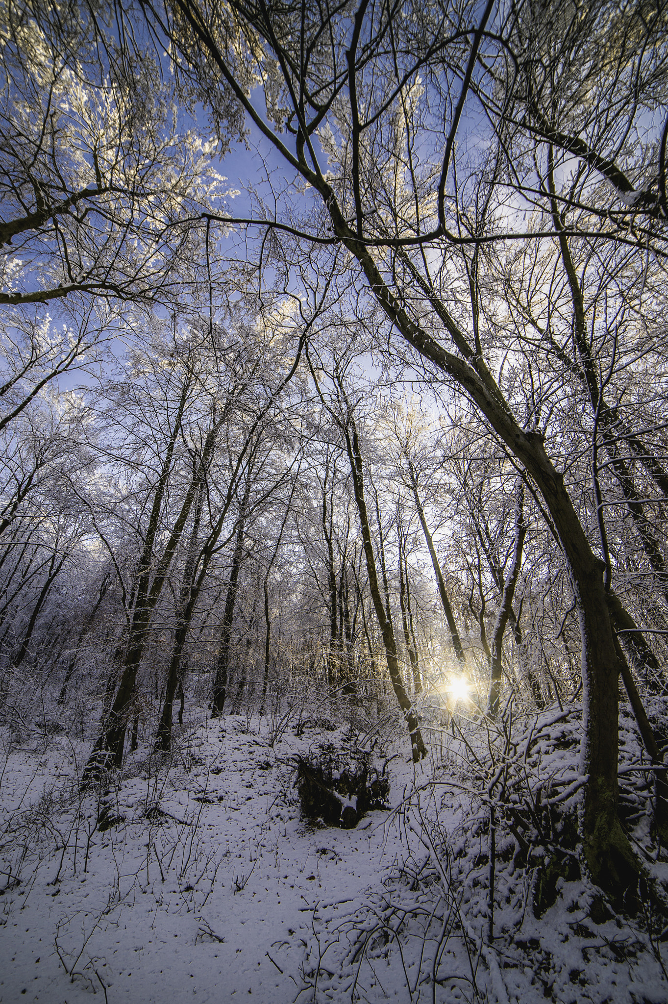 Nikon Df + Samyang 14mm F2.8 ED AS IF UMC sample photo. Winter woods photography