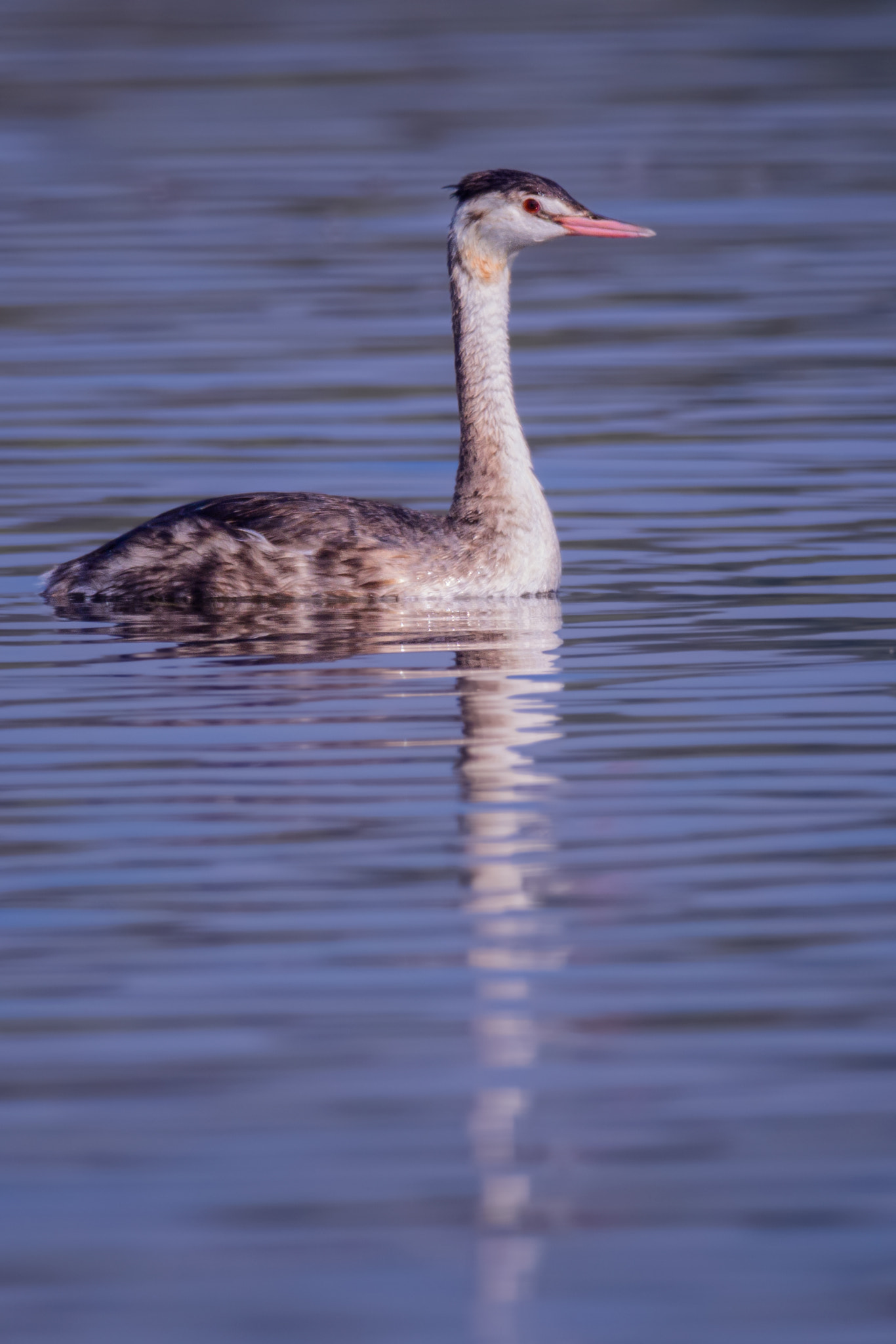 Nikon D500 + Nikon AF-S Nikkor 800mm F5.6E FL ED VR sample photo. বড খপডবর great crested grebe podiceps cristatus photography