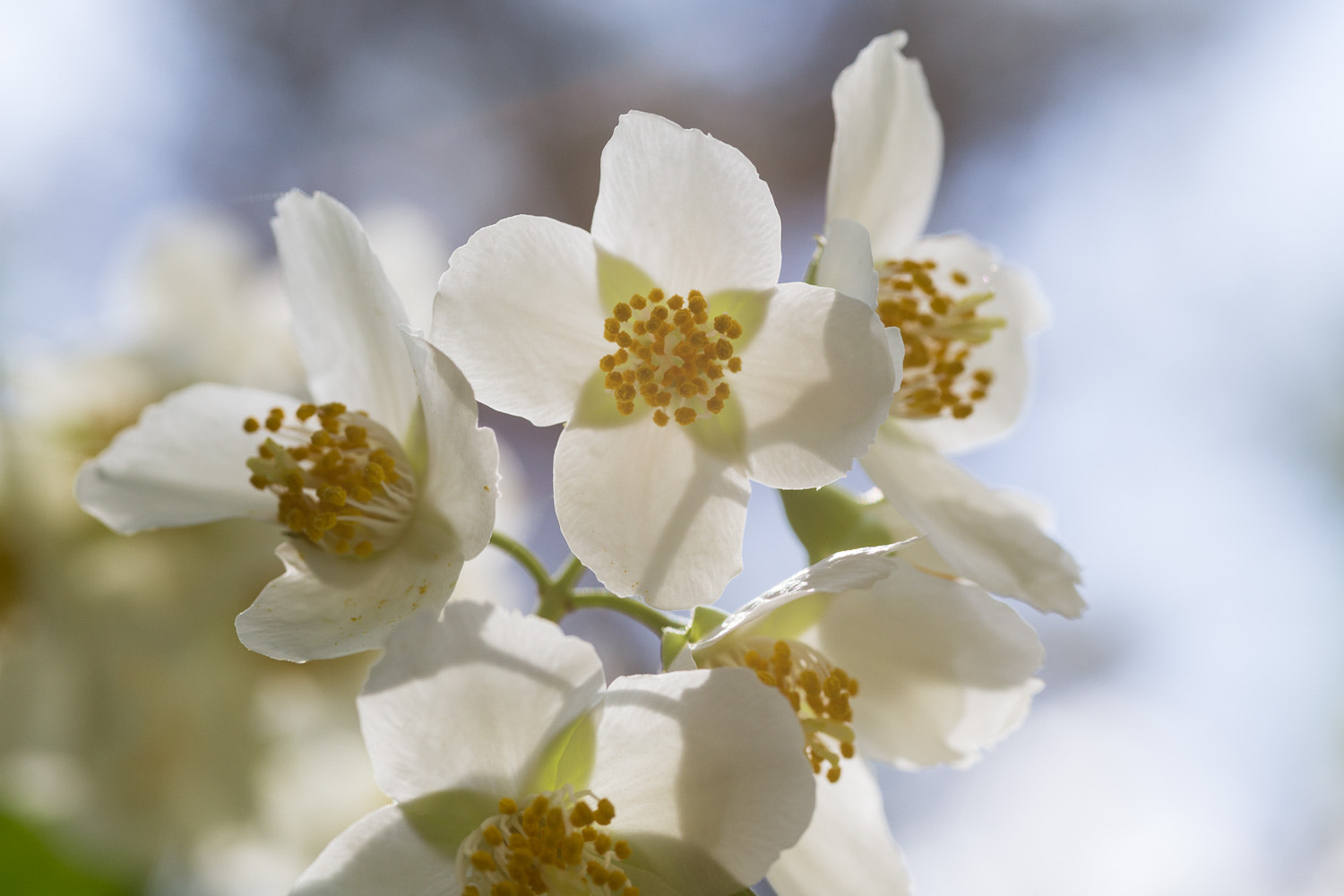 Canon EOS 6D + Sigma 105mm F2.8 EX DG Macro sample photo. Apple blossom photography