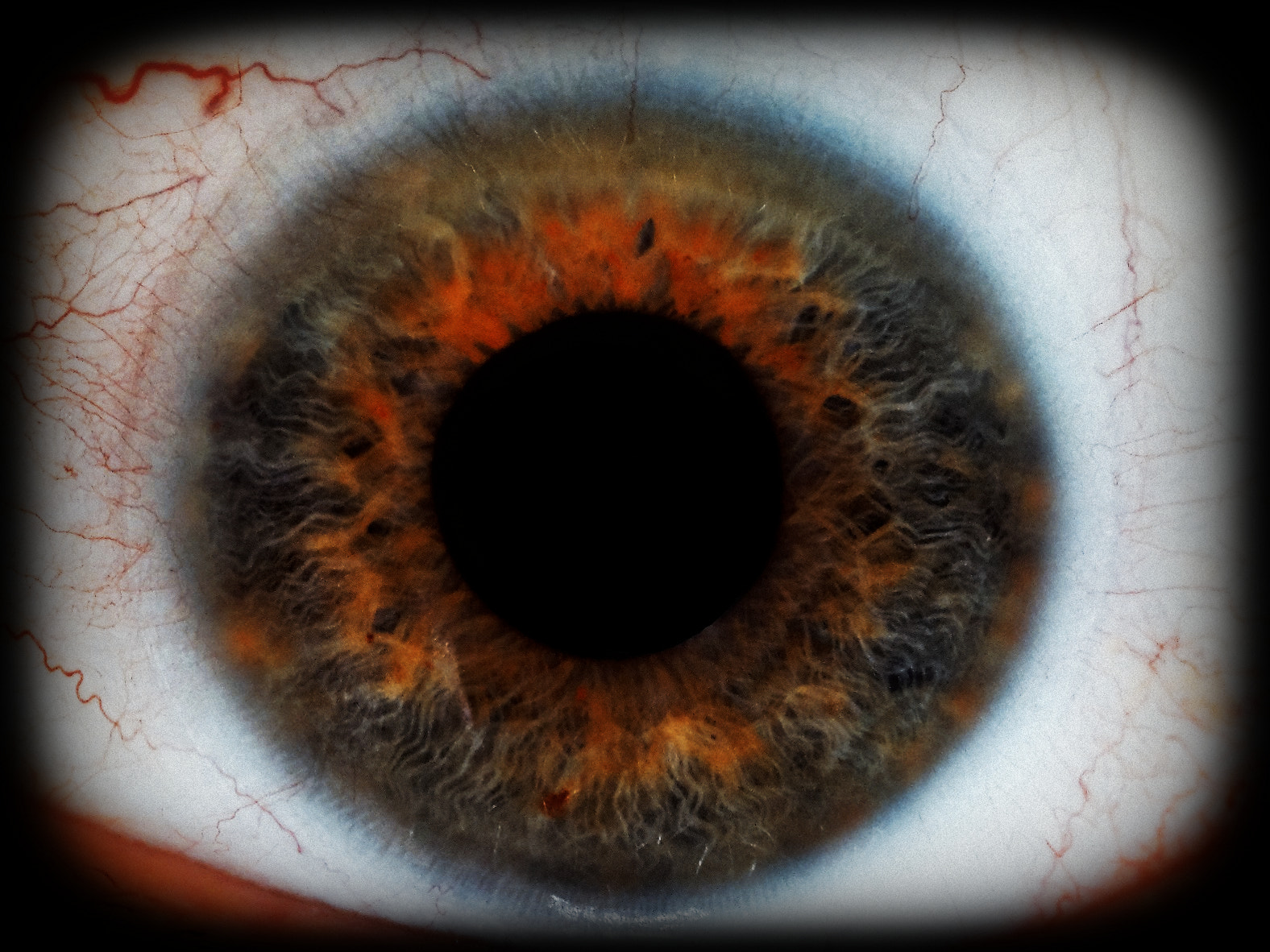 Sigma 105mm F2.8 EX DG Macro sample photo. Fire in the eye photography