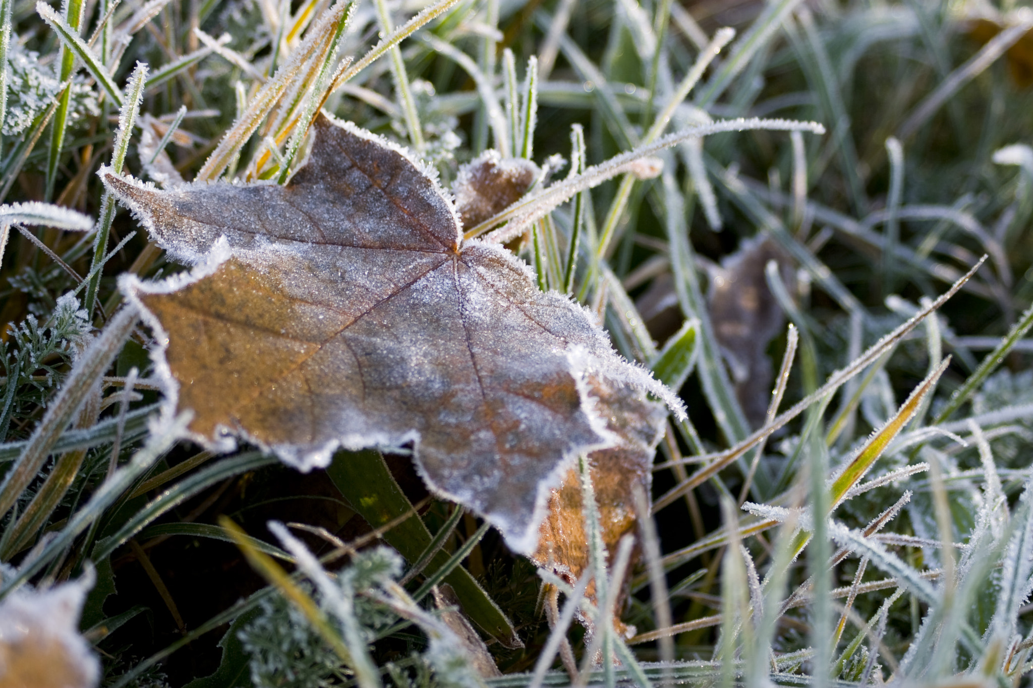 Canon EOS 30D sample photo. Frozen leaf photography