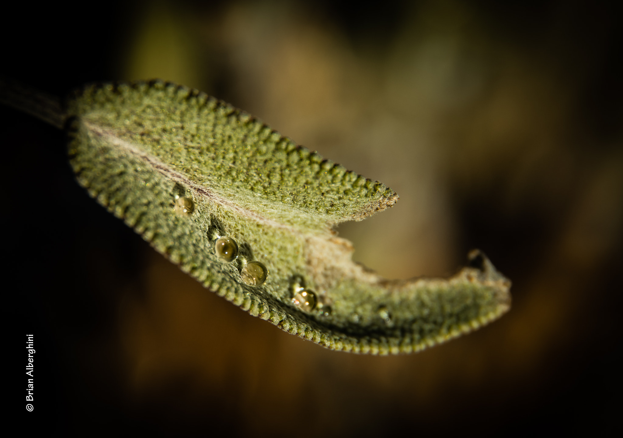 Nikon D7100 + Sigma 24-105mm F4 DG OS HSM Art sample photo. Sage pearls photography