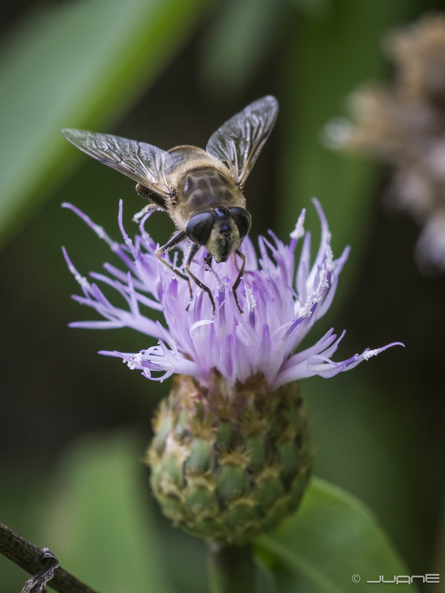 Minolta AF 100mm F2.8 Macro [New] sample photo. Hembra de eristalis tenax. photography