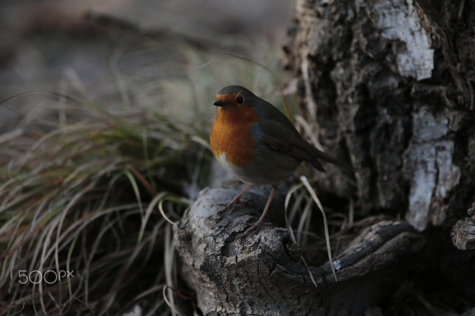 Canon EF 300mm F2.8L IS USM sample photo. Robin photography