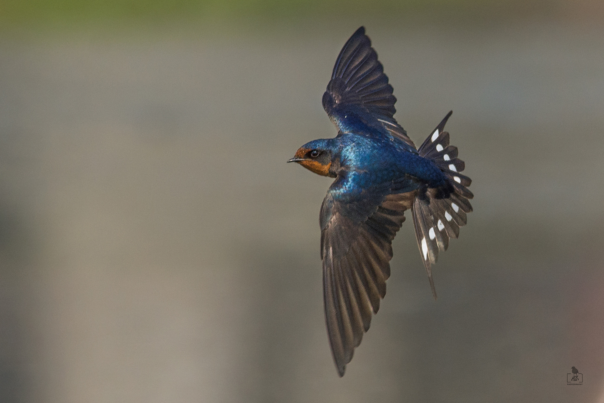 Nikon D7200 + Nikon AF-S Nikkor 300mm F4D ED-IF sample photo. Flying .... photography