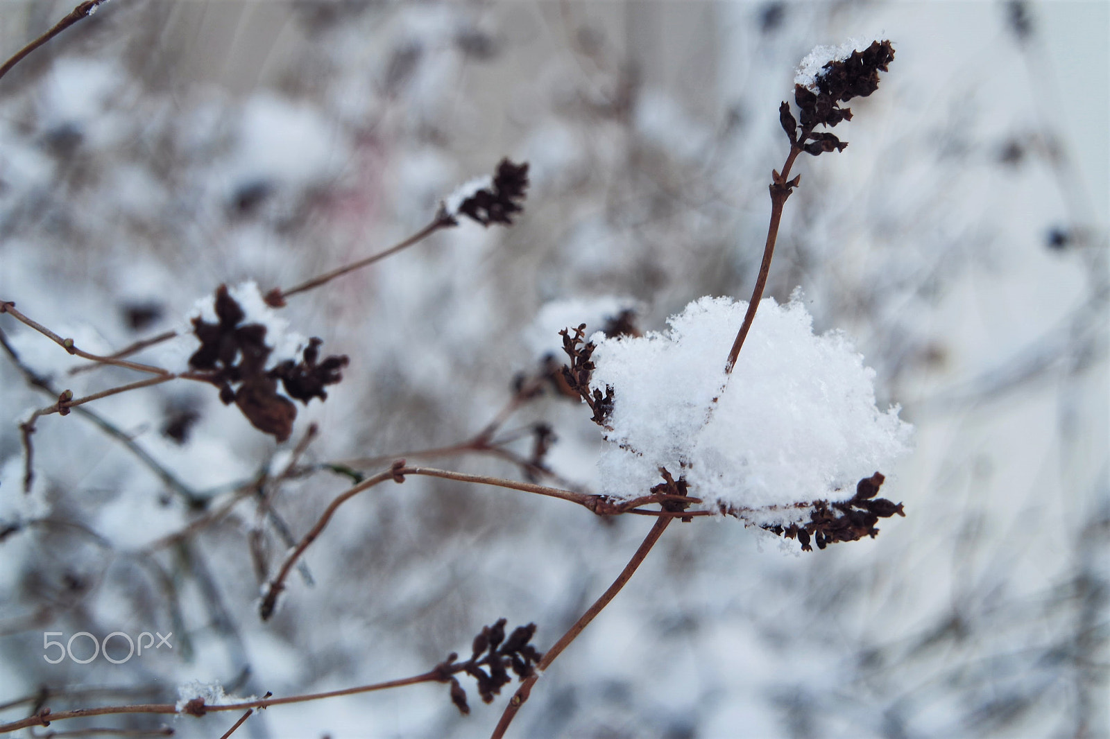 Samsung NX 16-50mm F3.5-5.6 Power Zoom ED OIS sample photo. Fluffy cloud of snow. photography