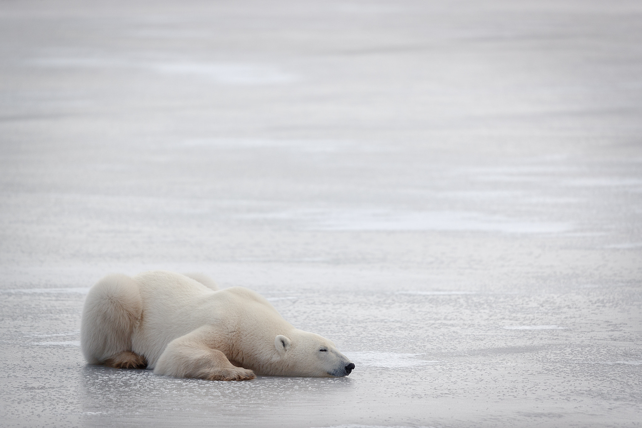 Canon EOS-1D X Mark II + Canon EF 500mm F4L IS II USM sample photo. Hartz zuria lo photography