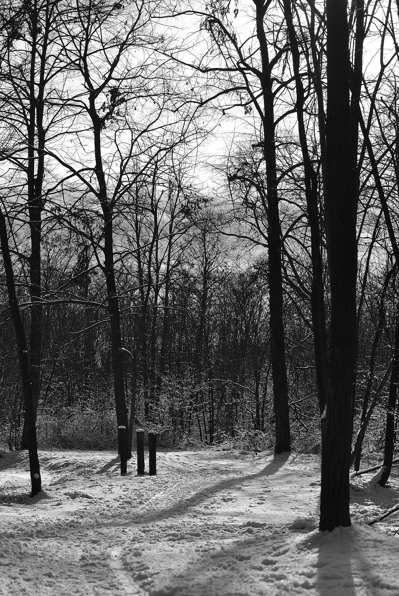 Nikon D3000 sample photo. Black trees & white snow photography