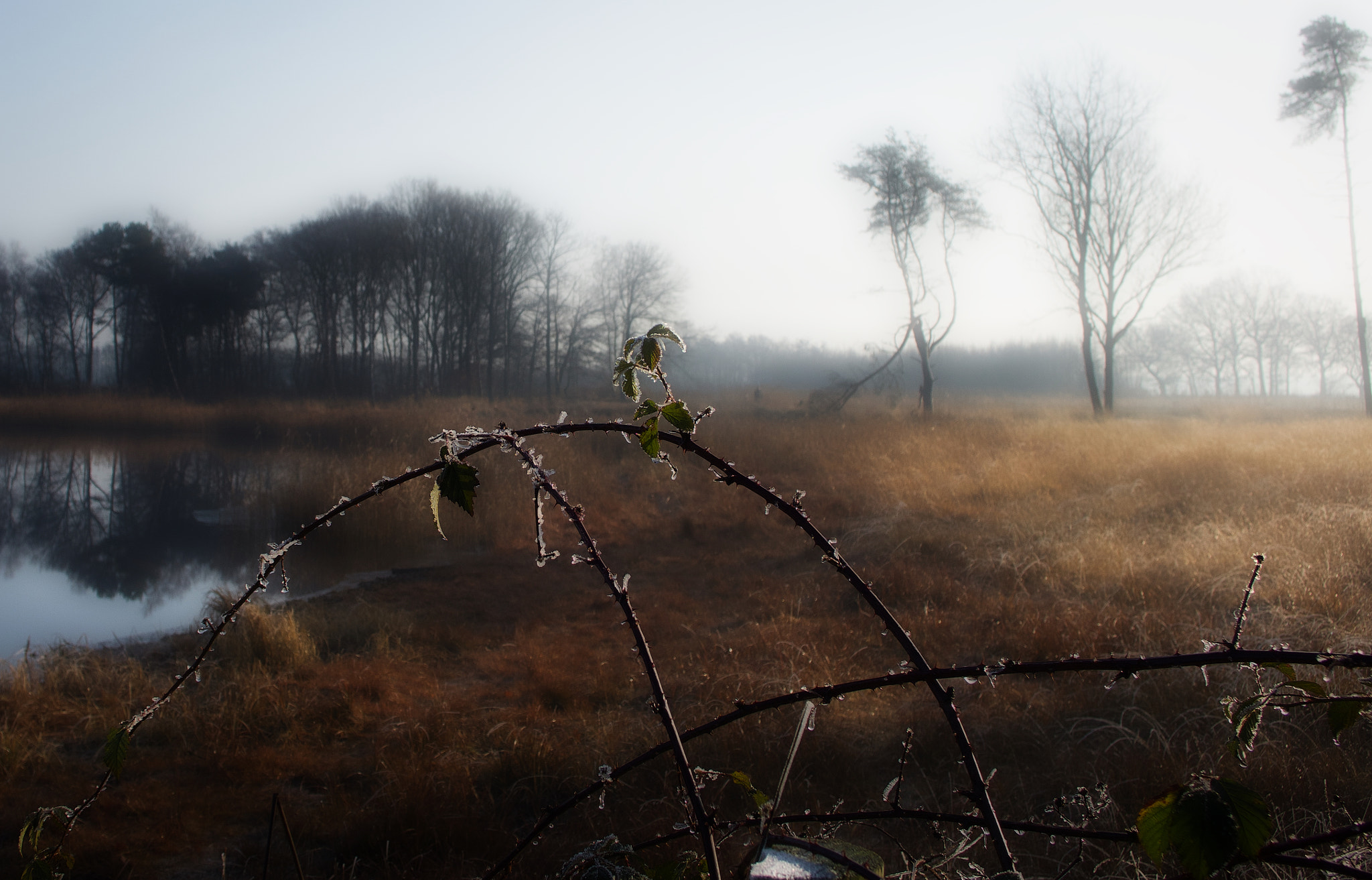 Sony 24-200mm F2.8 sample photo. Morning fog & frost. photography