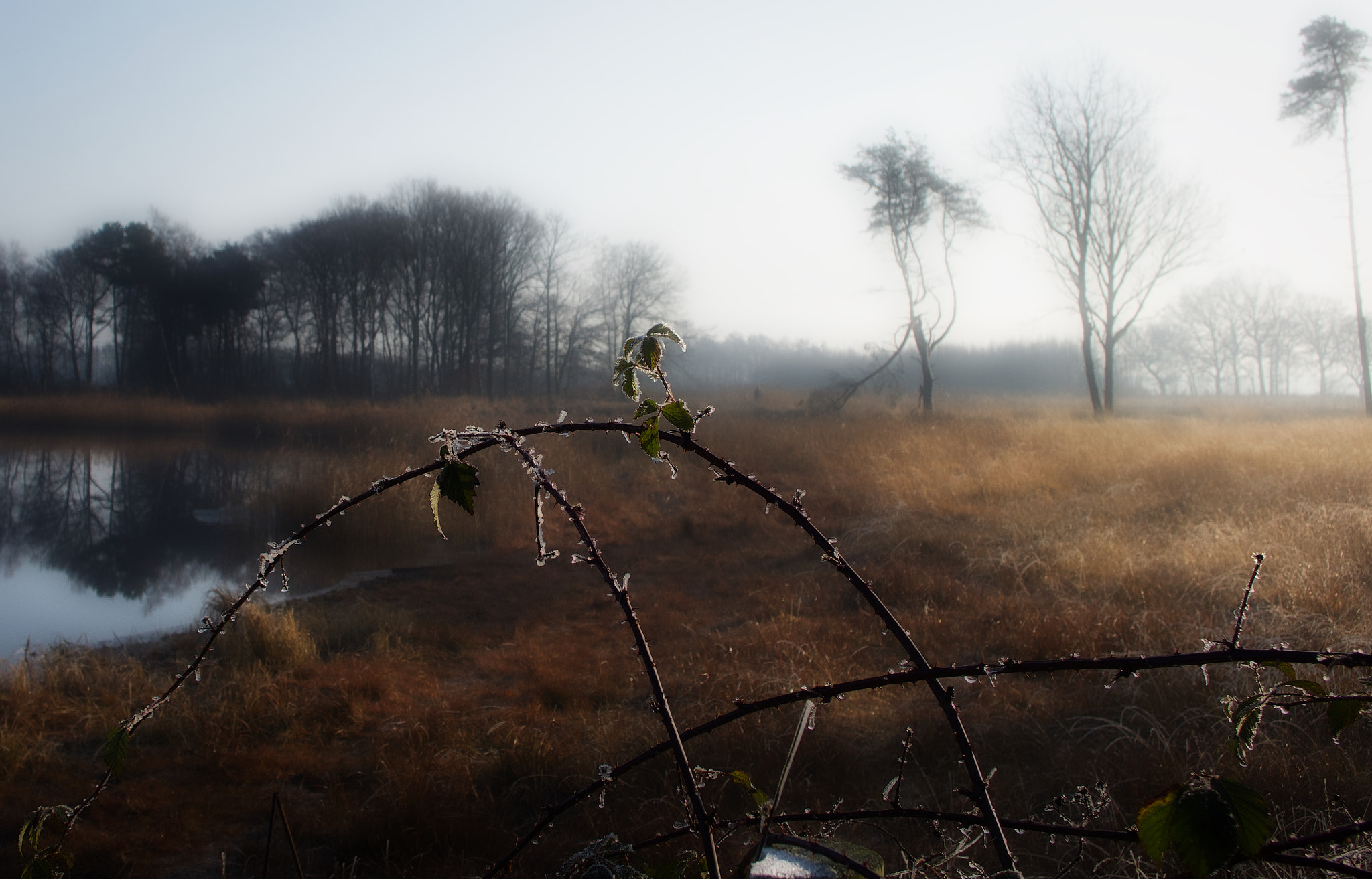 Sony Cyber-shot DSC-RX10 + Sony 24-200mm F2.8 sample photo. Morning fog & frost. photography