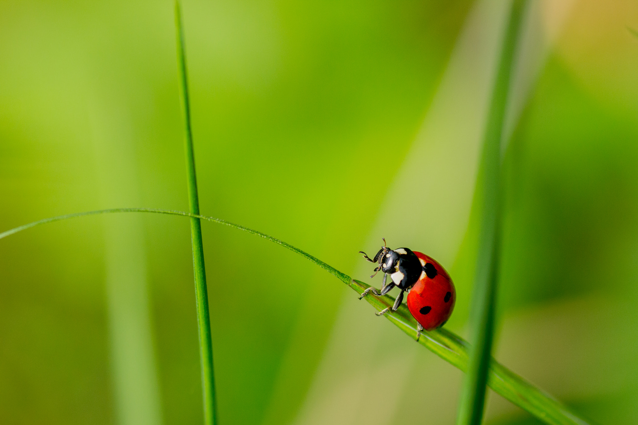 Canon EOS 700D (EOS Rebel T5i / EOS Kiss X7i) + Tamron SP AF 90mm F2.8 Di Macro sample photo. Ladybug photography