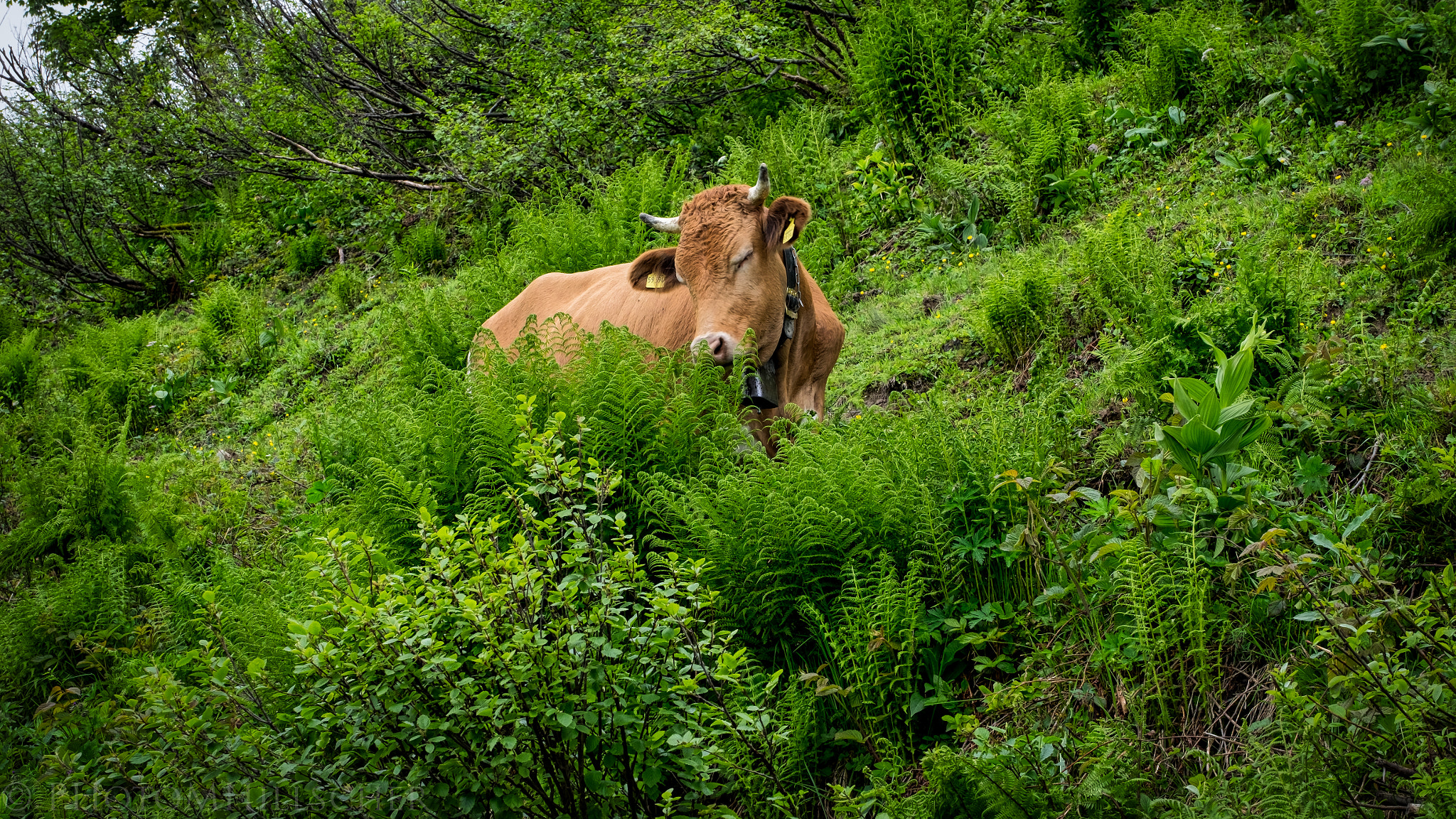 ZEISS Touit 50mm F2.8 sample photo. The paradise photography