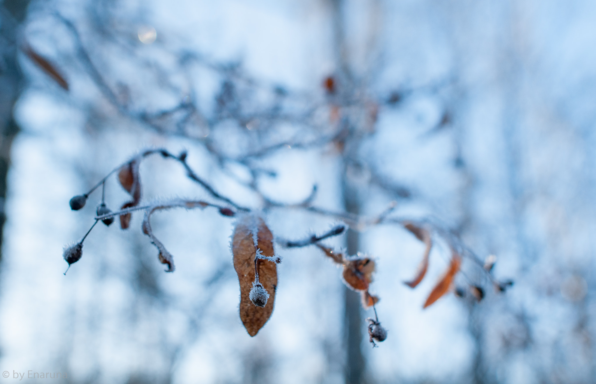 Nikon D300S + Nikon AF-S Nikkor 24mm F1.4G ED sample photo. Lime blossoms in winter photography