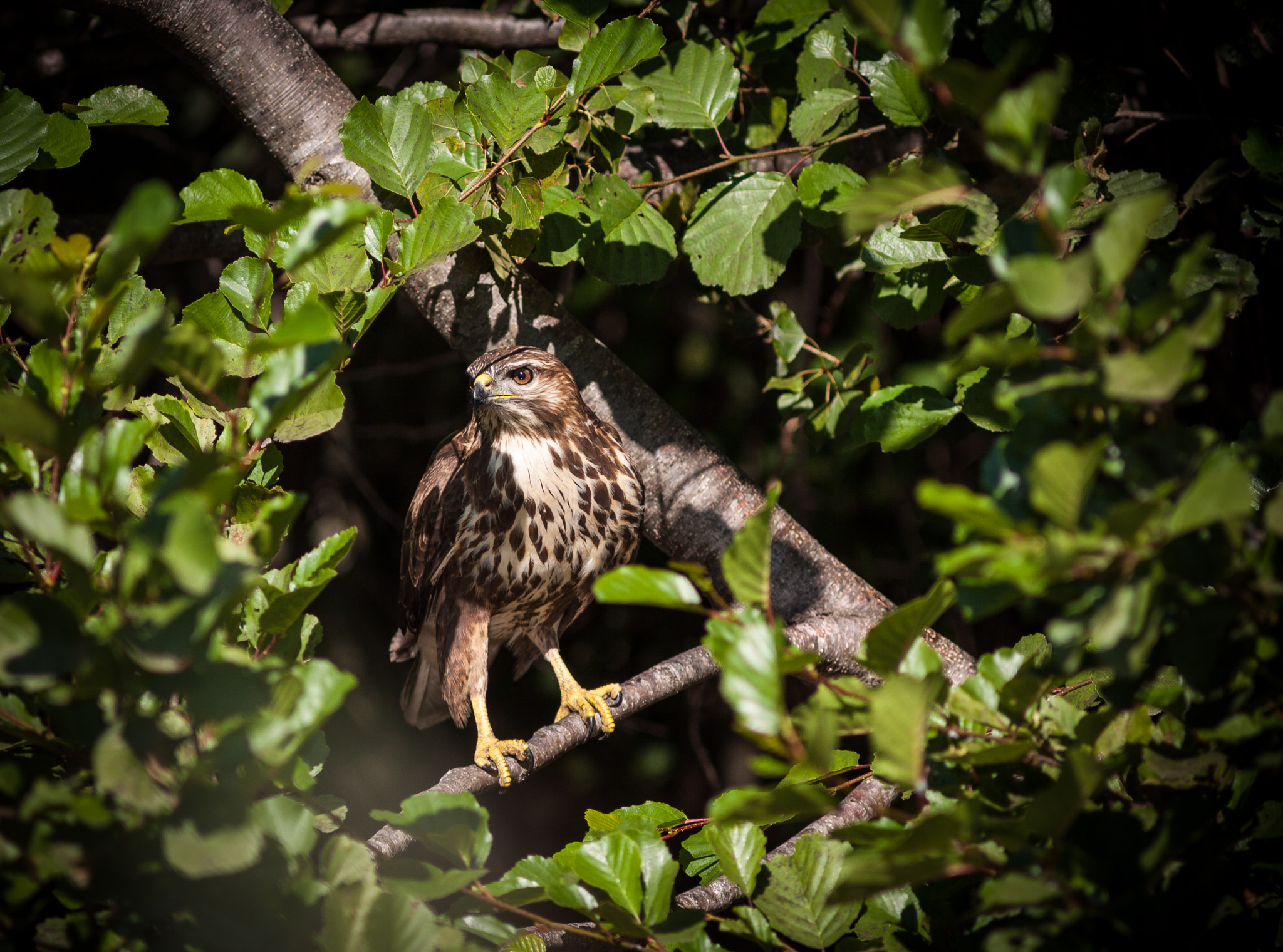 Canon EOS 50D + Canon EF 300mm F4L IS USM sample photo. Buse commune photography