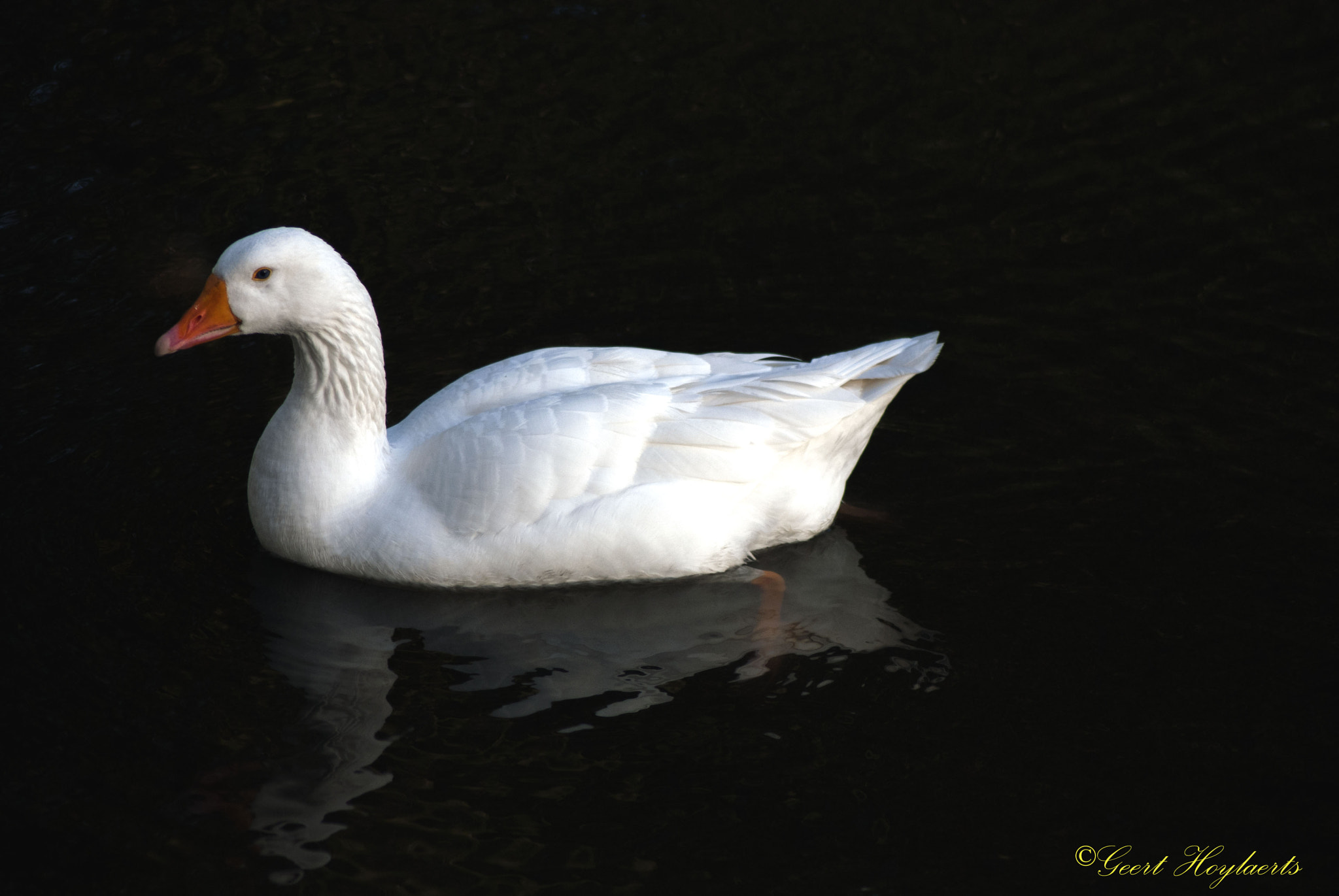 Nikon D60 sample photo. White duck photography