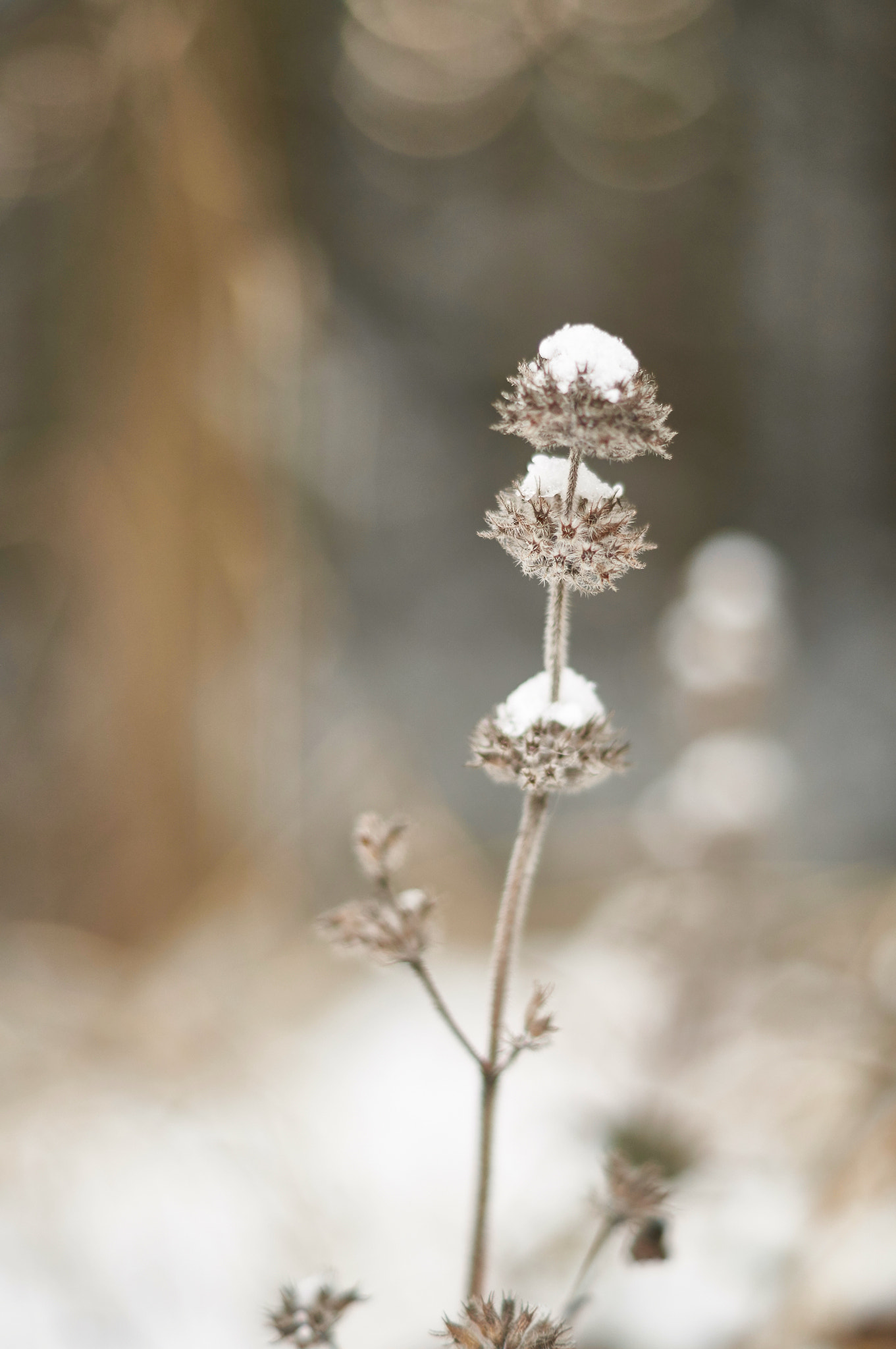 Sony SLT-A37 + Sony DT 50mm F1.8 SAM sample photo. Winter im schwarzwald photography