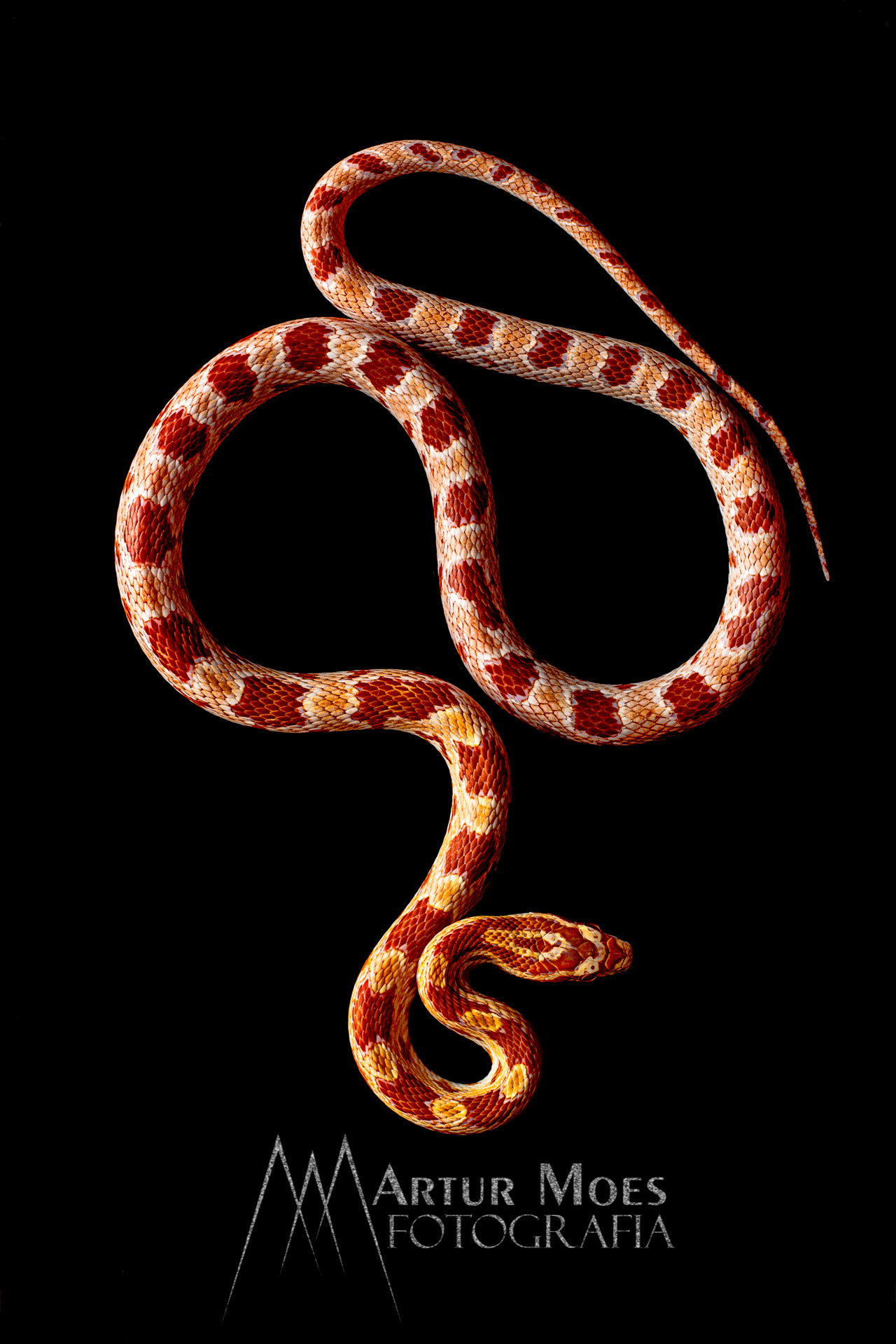 Nikon D7100 sample photo. Corn snake - pantherophis guttatus photography