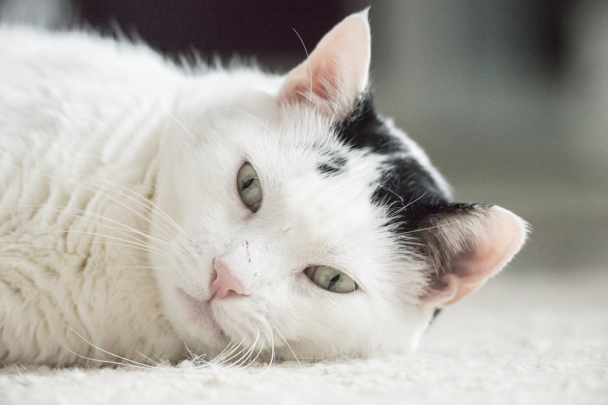 Nikon D800 sample photo. Sasha photography