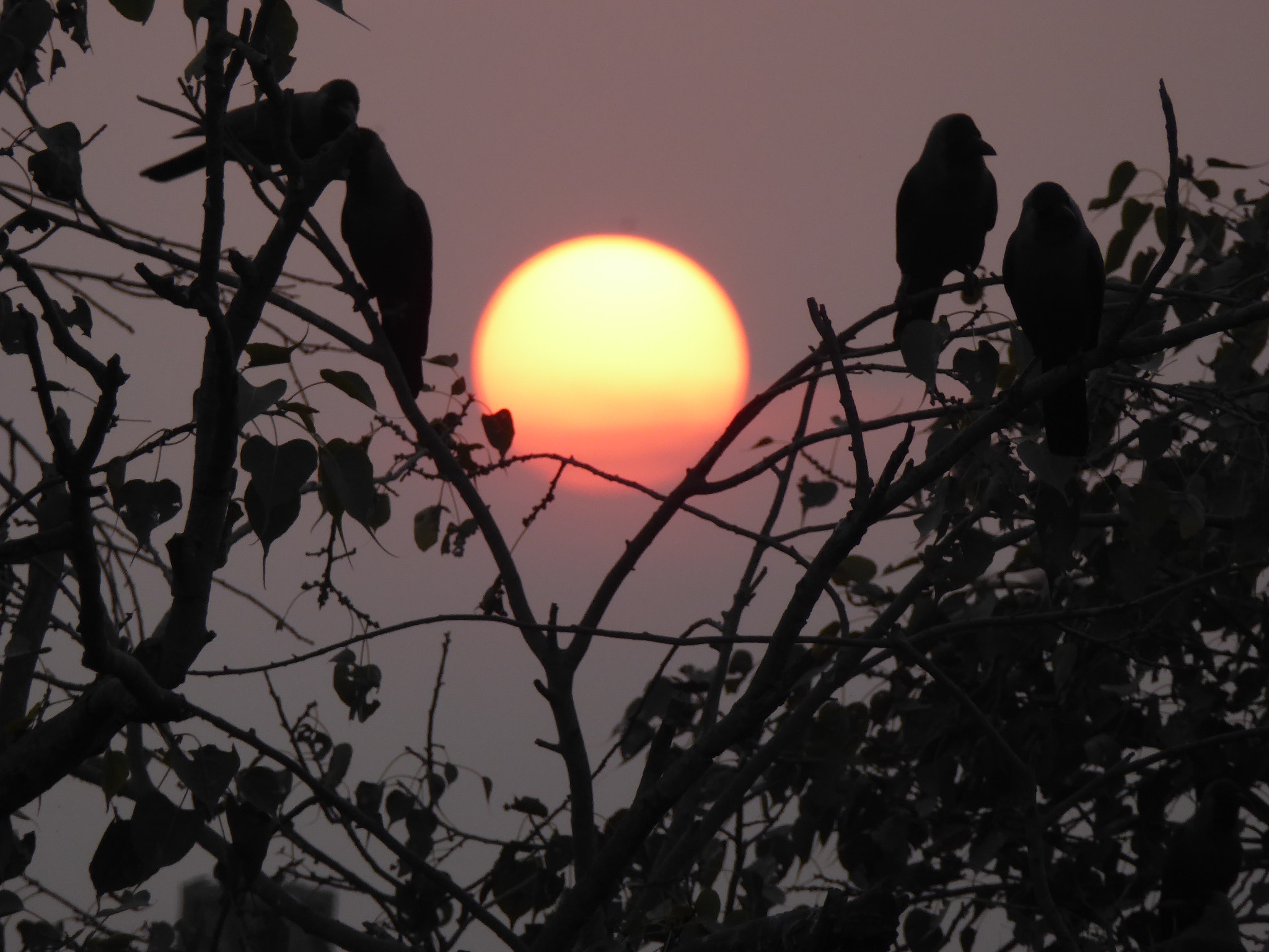 Panasonic Lumix DMC-ZS40 (Lumix DMC-TZ60) sample photo. Sunset photography