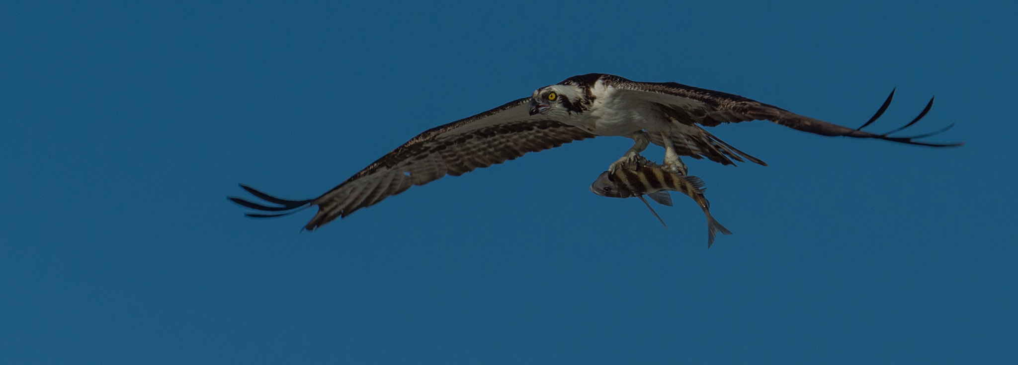 Nikon D4S sample photo. Osprey with breakfast photography